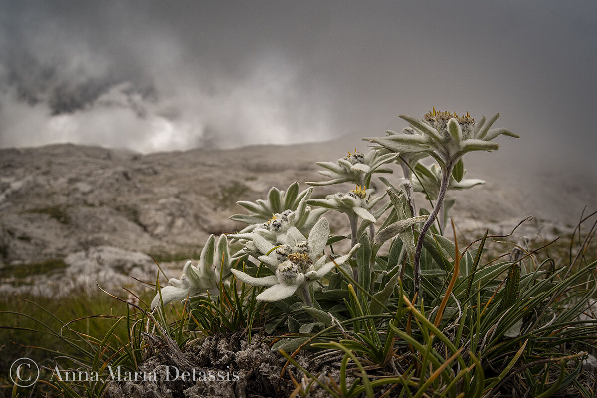 Stella alpina (Leontopodium alpinum)