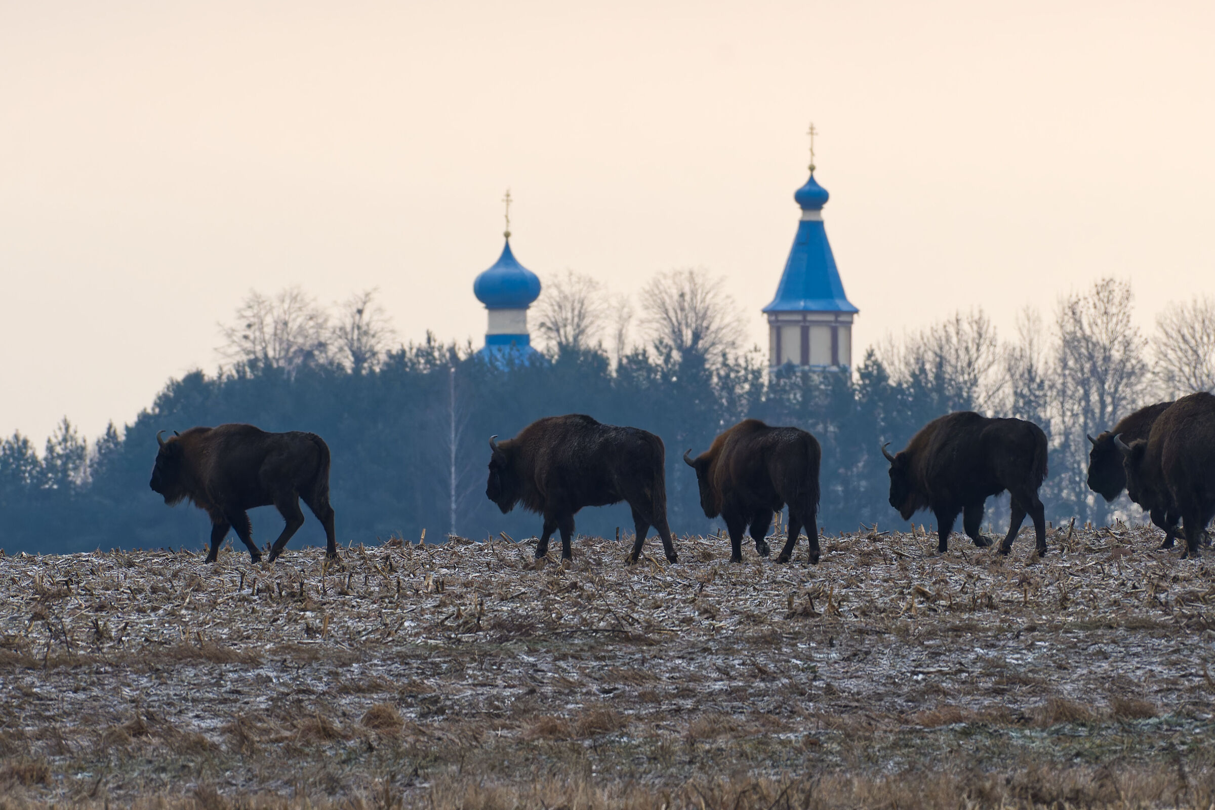 Orthodox bison