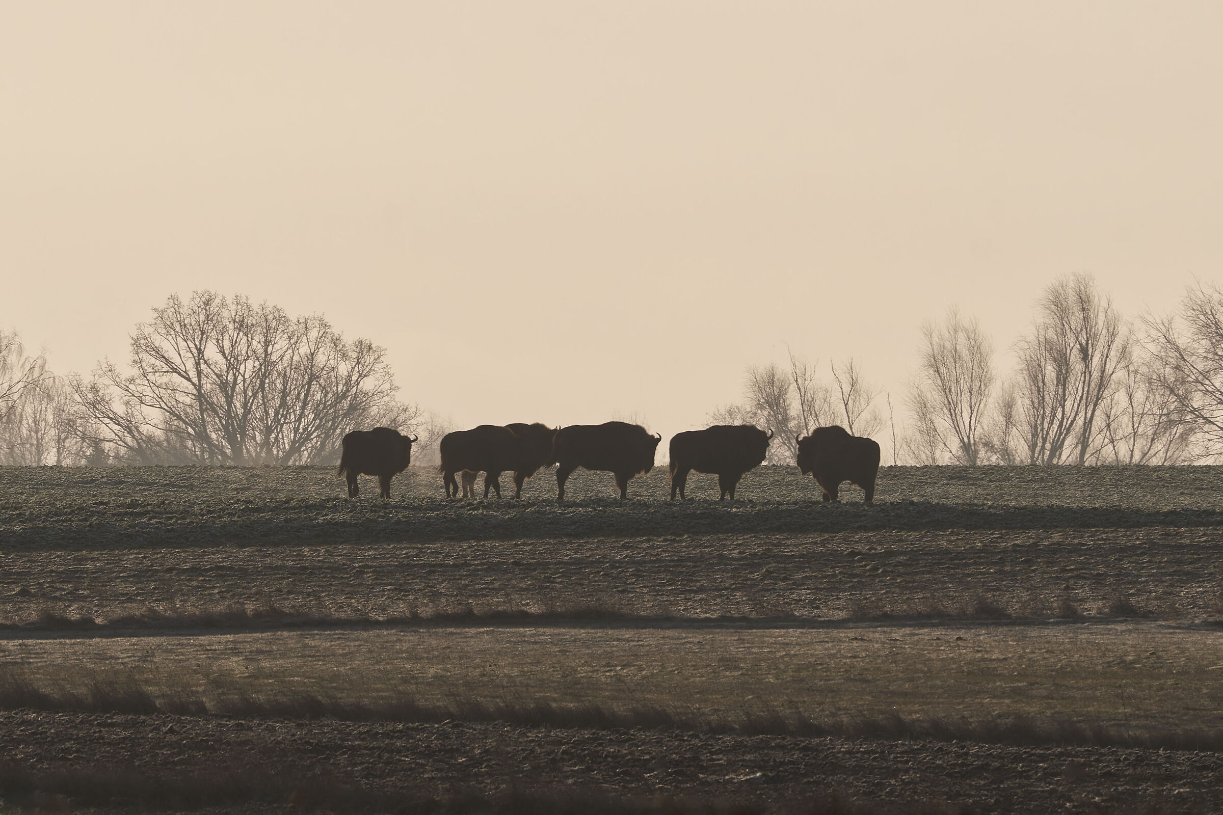 Herd at sunset
