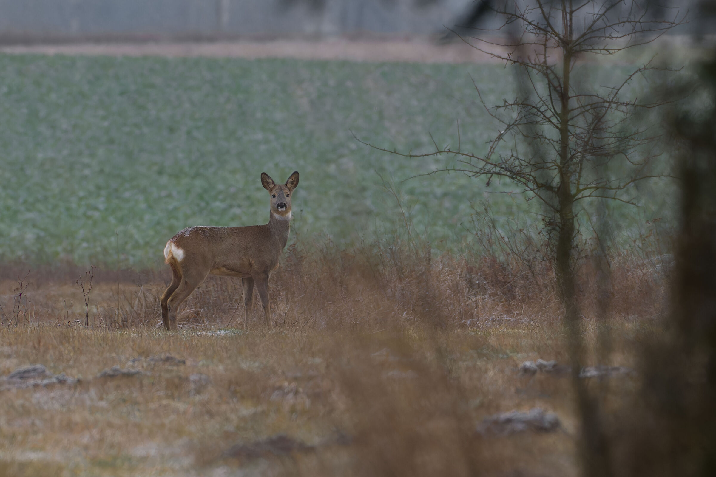 Wary roe deer