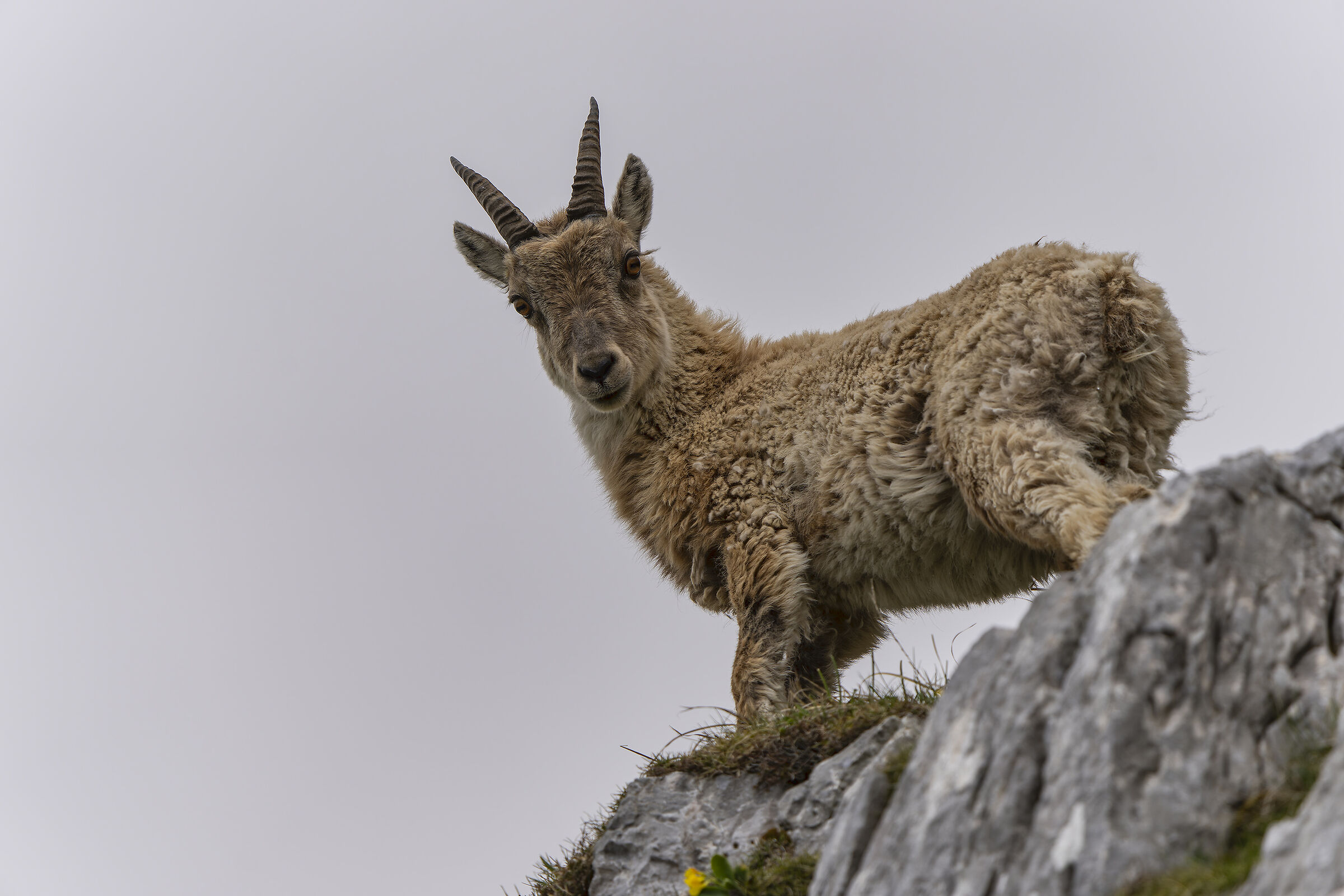 Giovane stambecco , alpi Giulie
