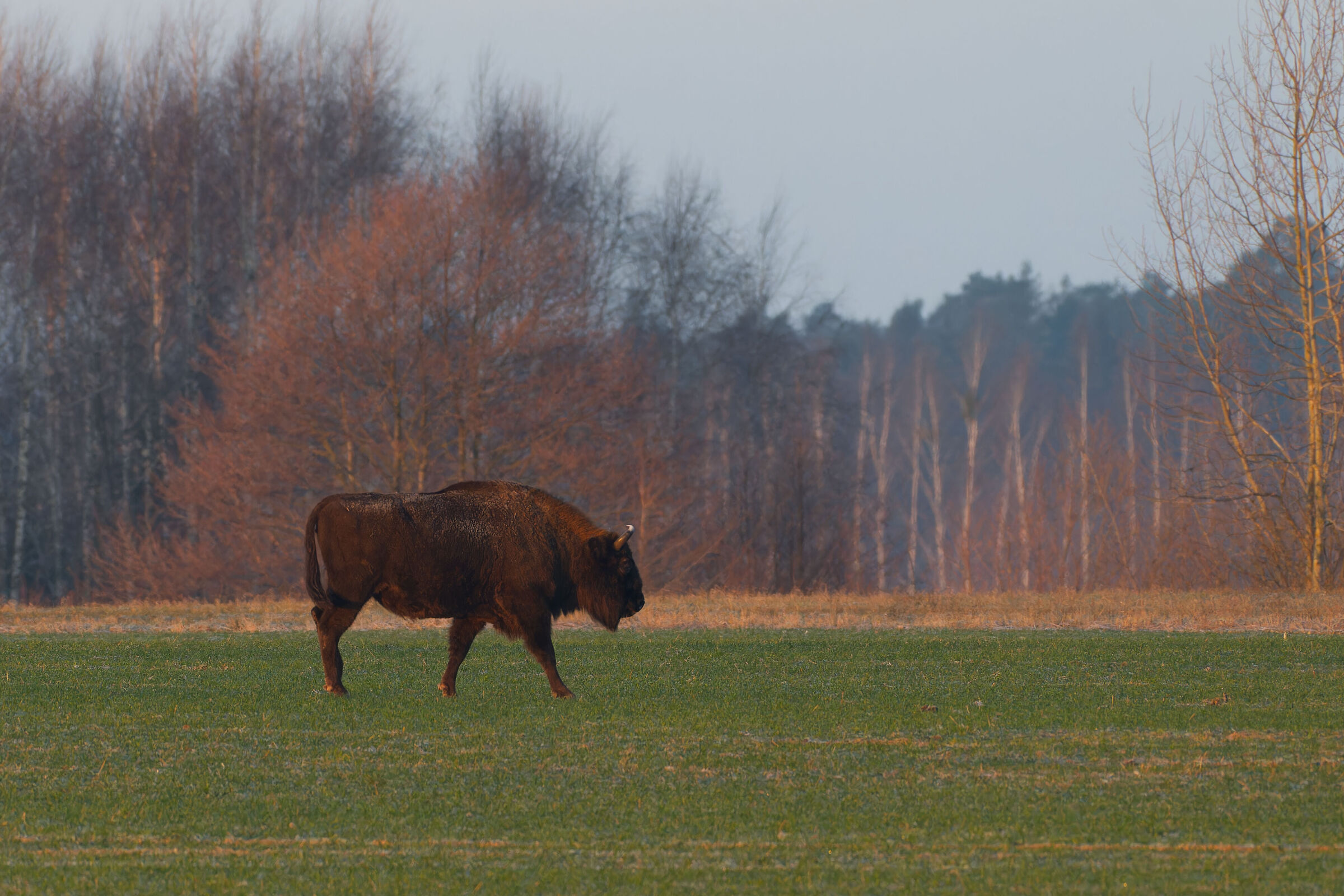 The European bison