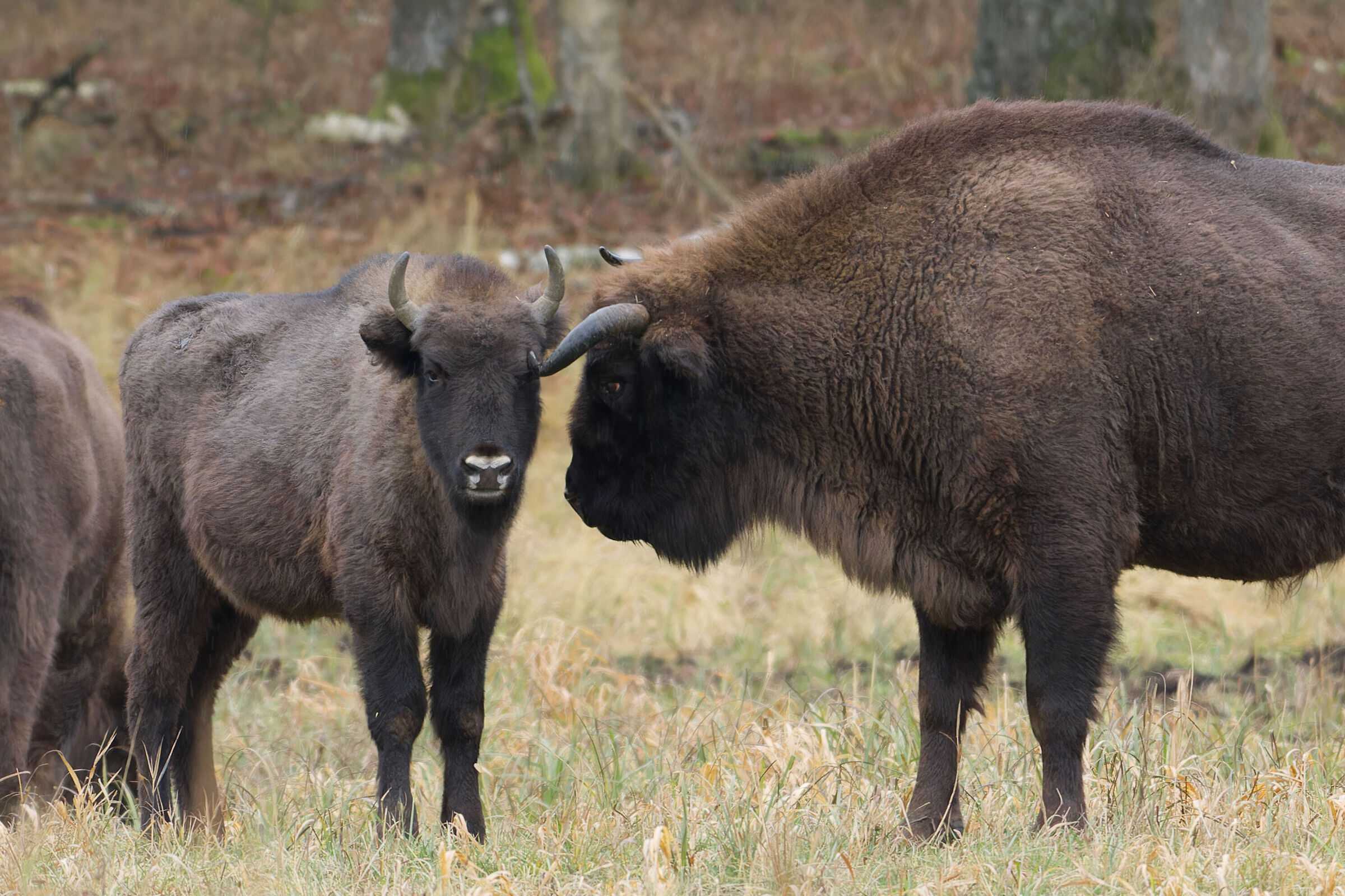 Scratching in the eye