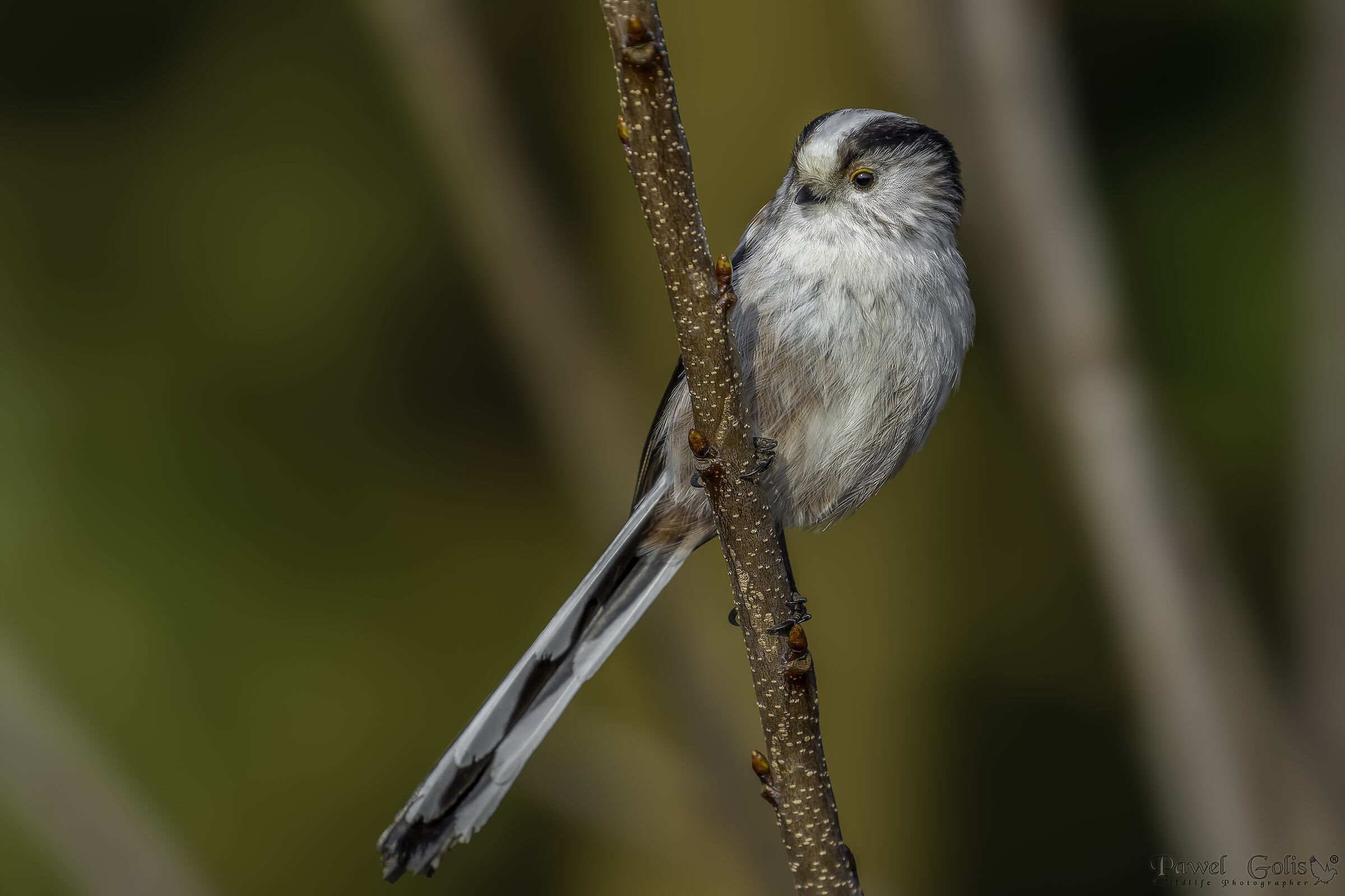 Cincia codalunga (Aegithalos caudatus)
