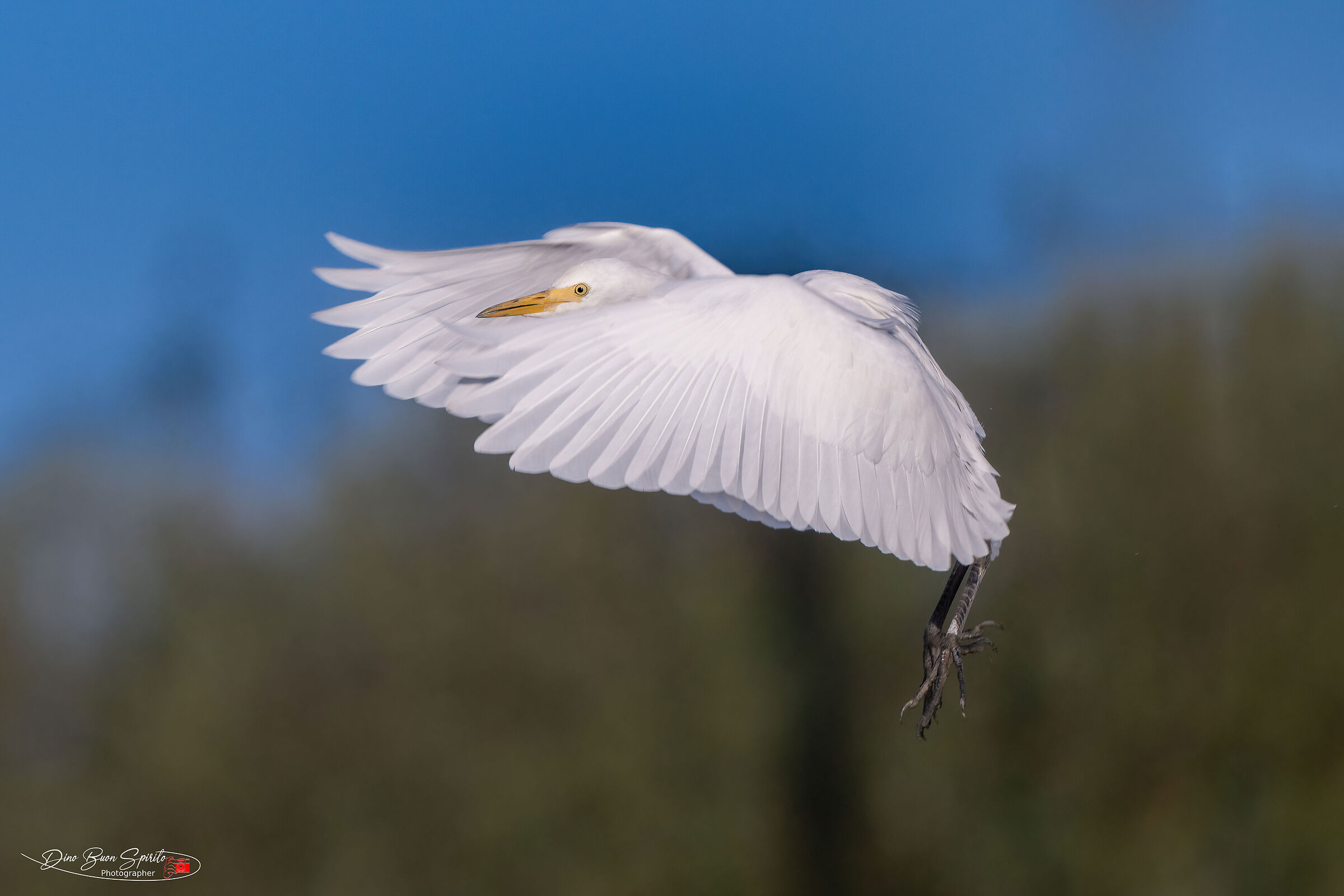 Cattle egret