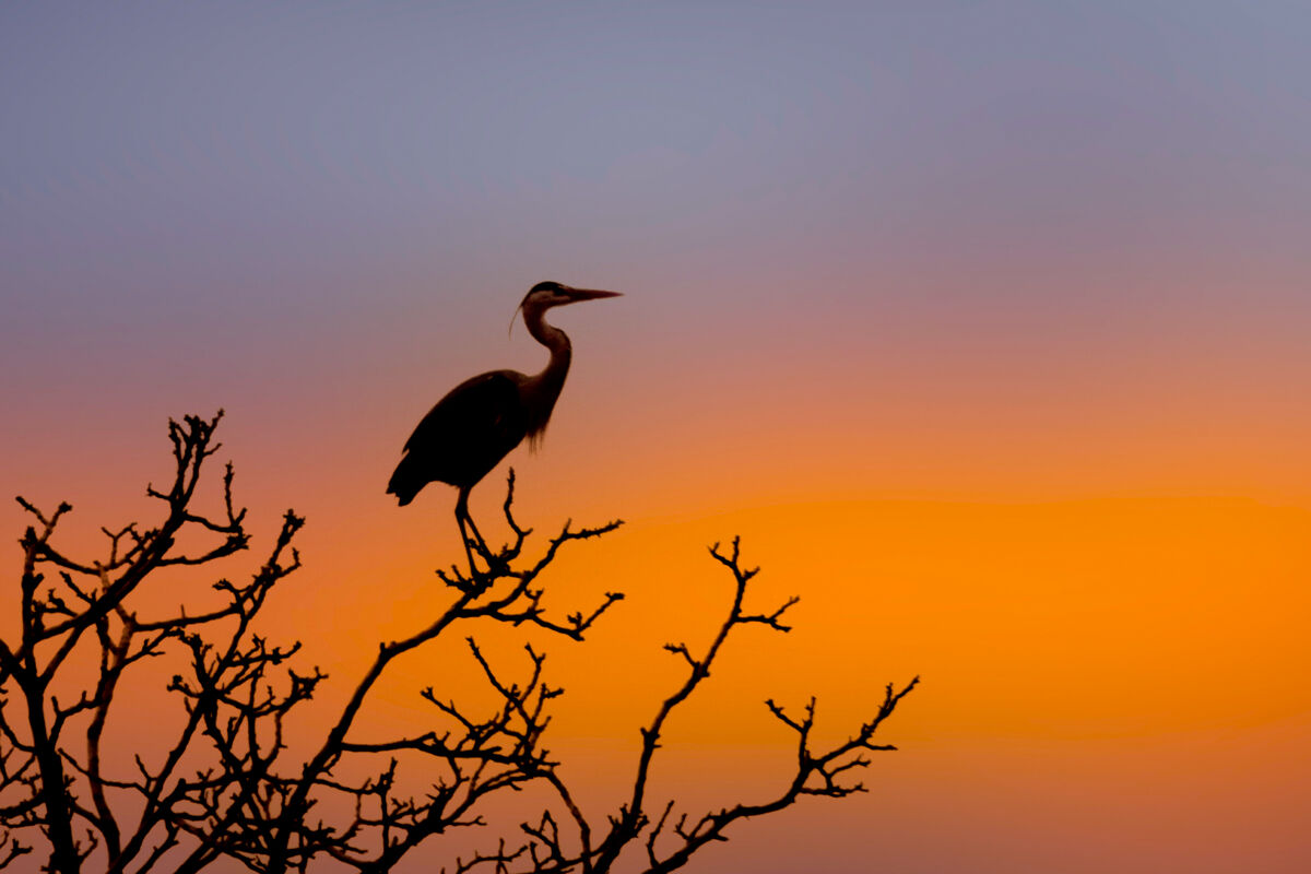 Silhouette di Airone cenerino