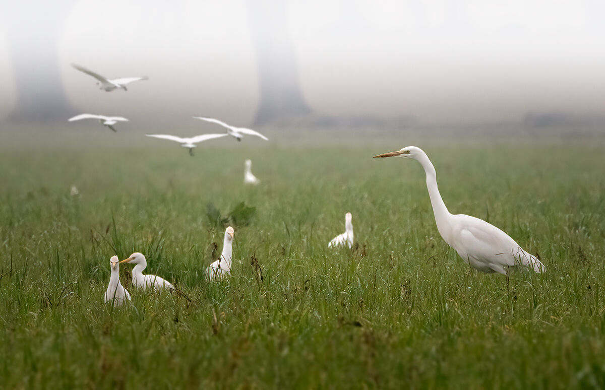 Aironi nelle campagne mantovane
