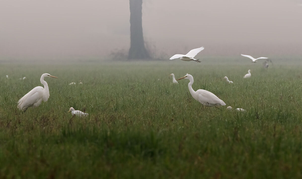Aironi nelle campagne mantovane
