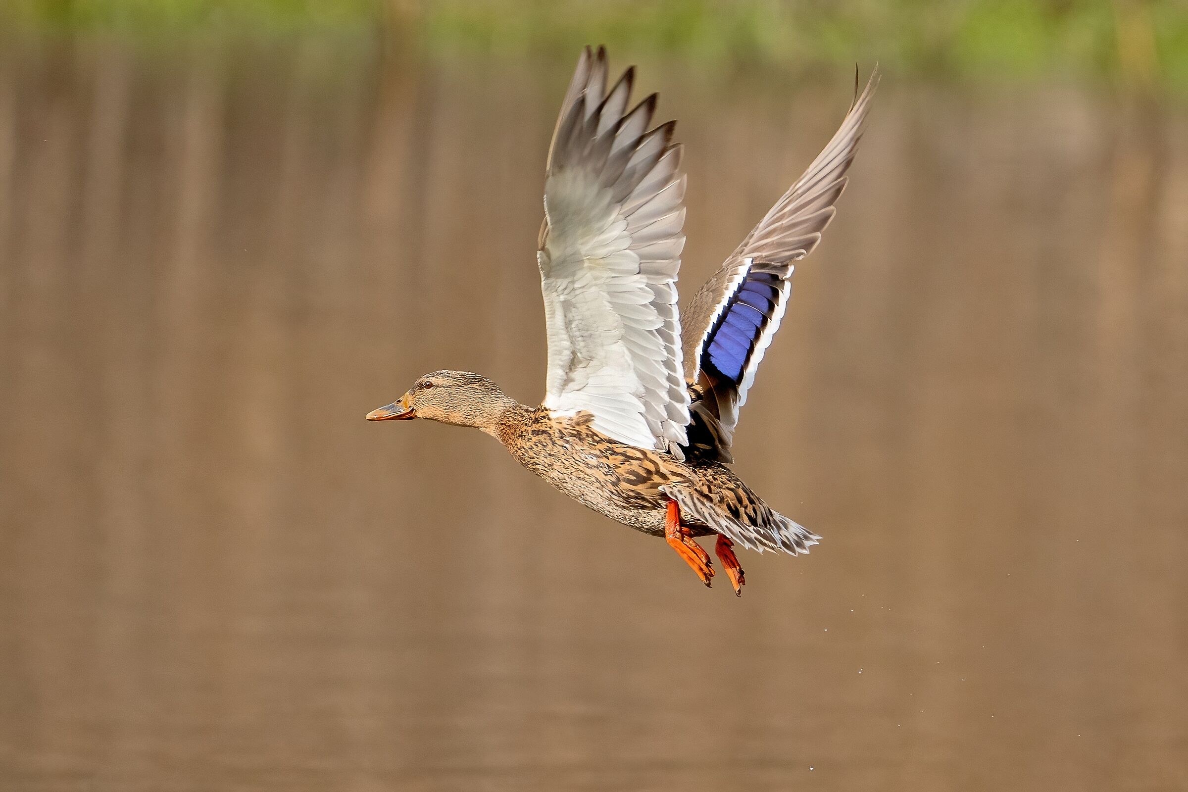 Germano reale (Anas platyrhynchos)