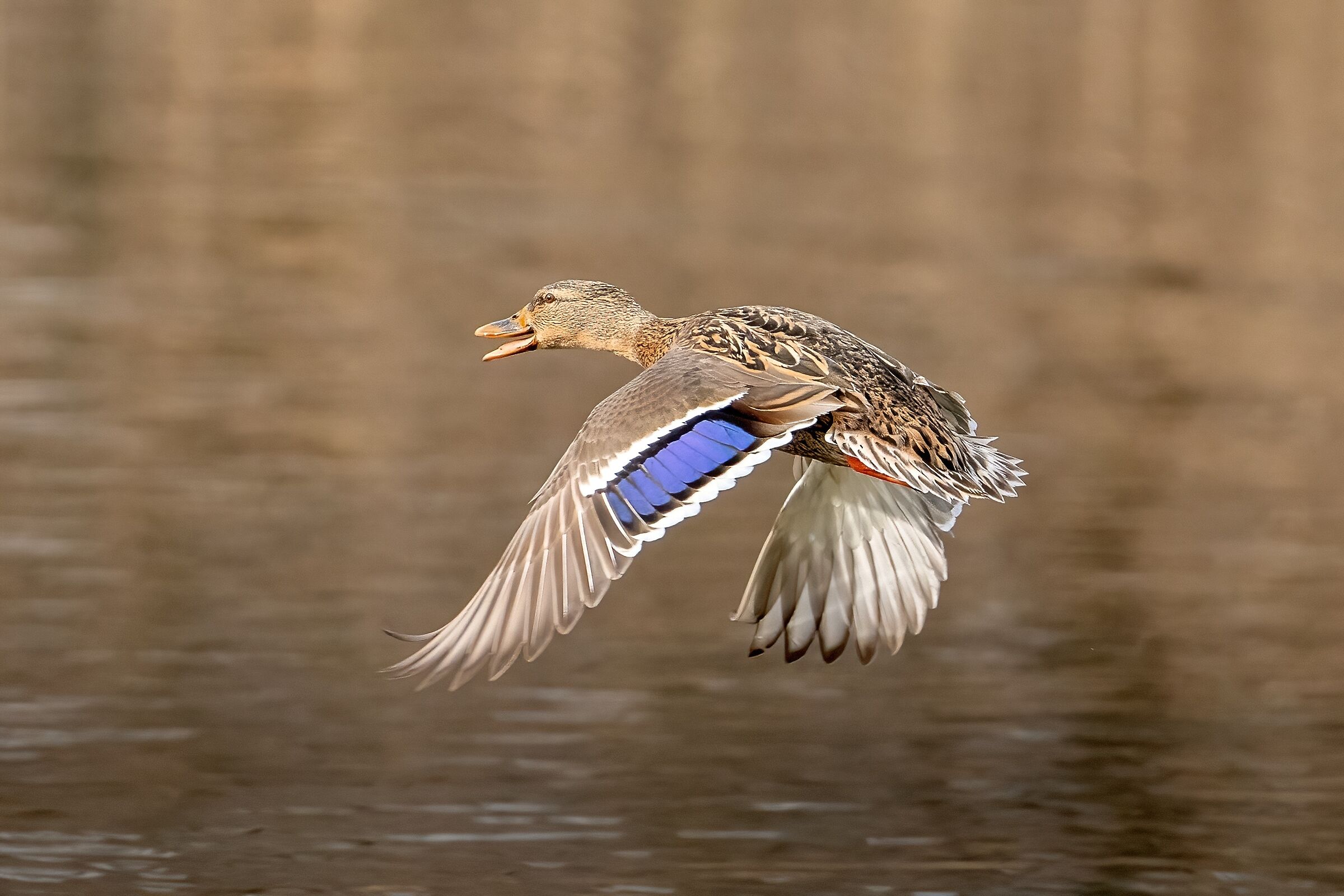 Mallard (Anas platyrhynchos)