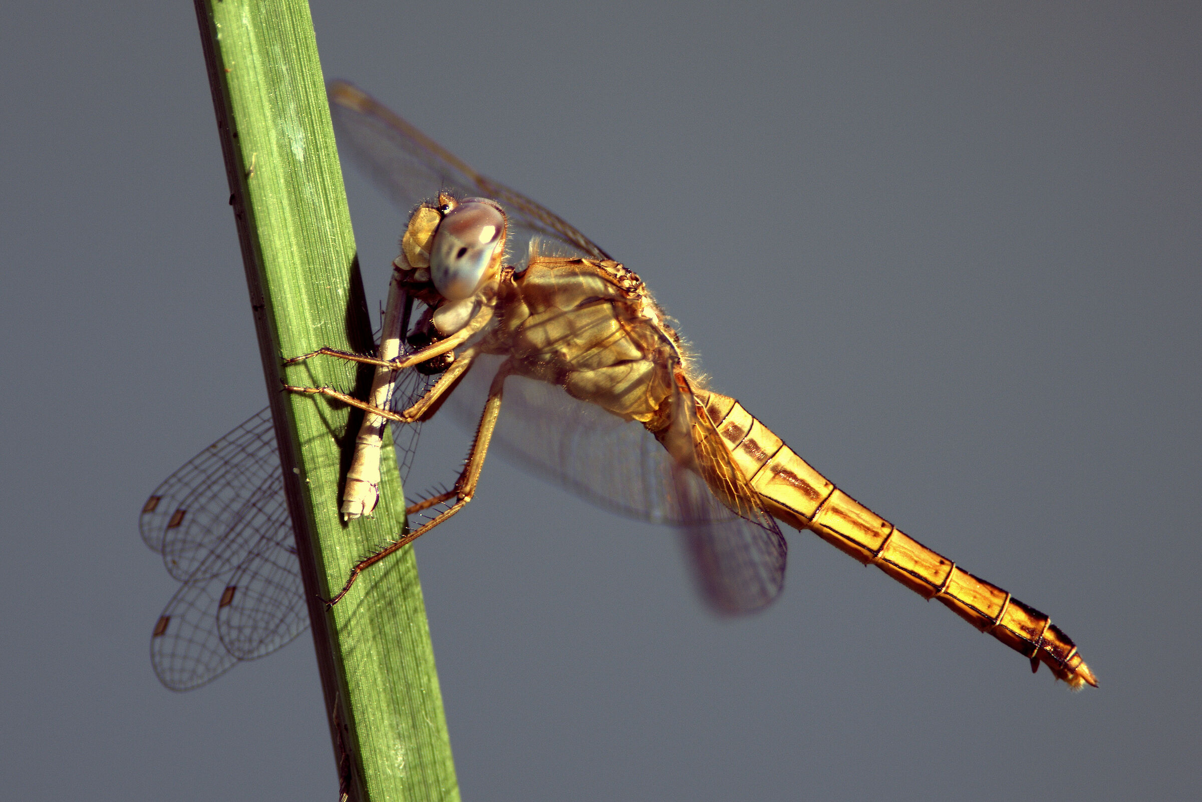 Si mangia anche i suoi simili