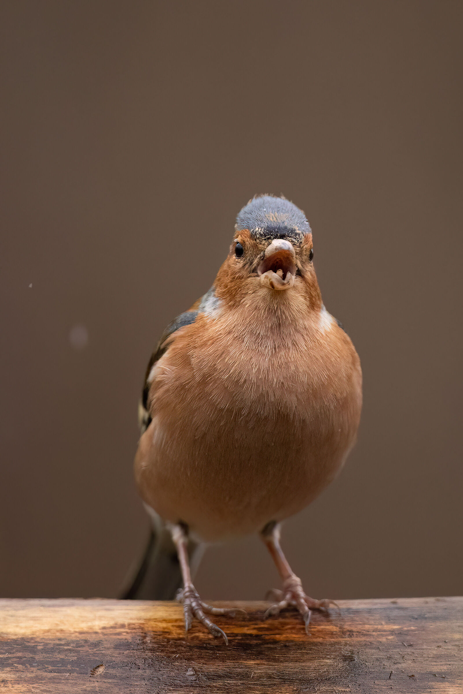 Chaffinch