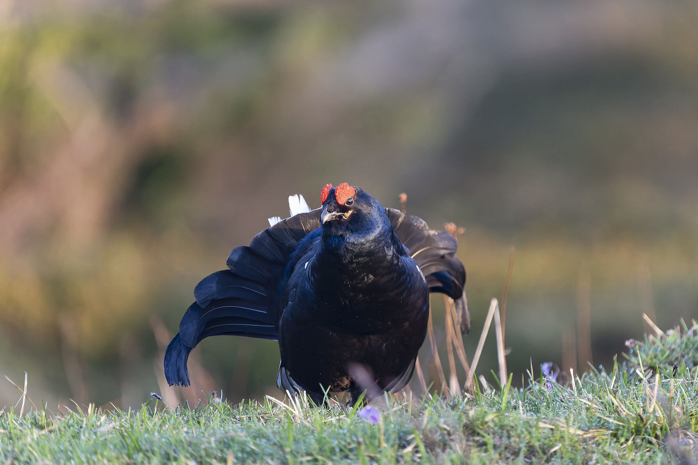 Black grouse