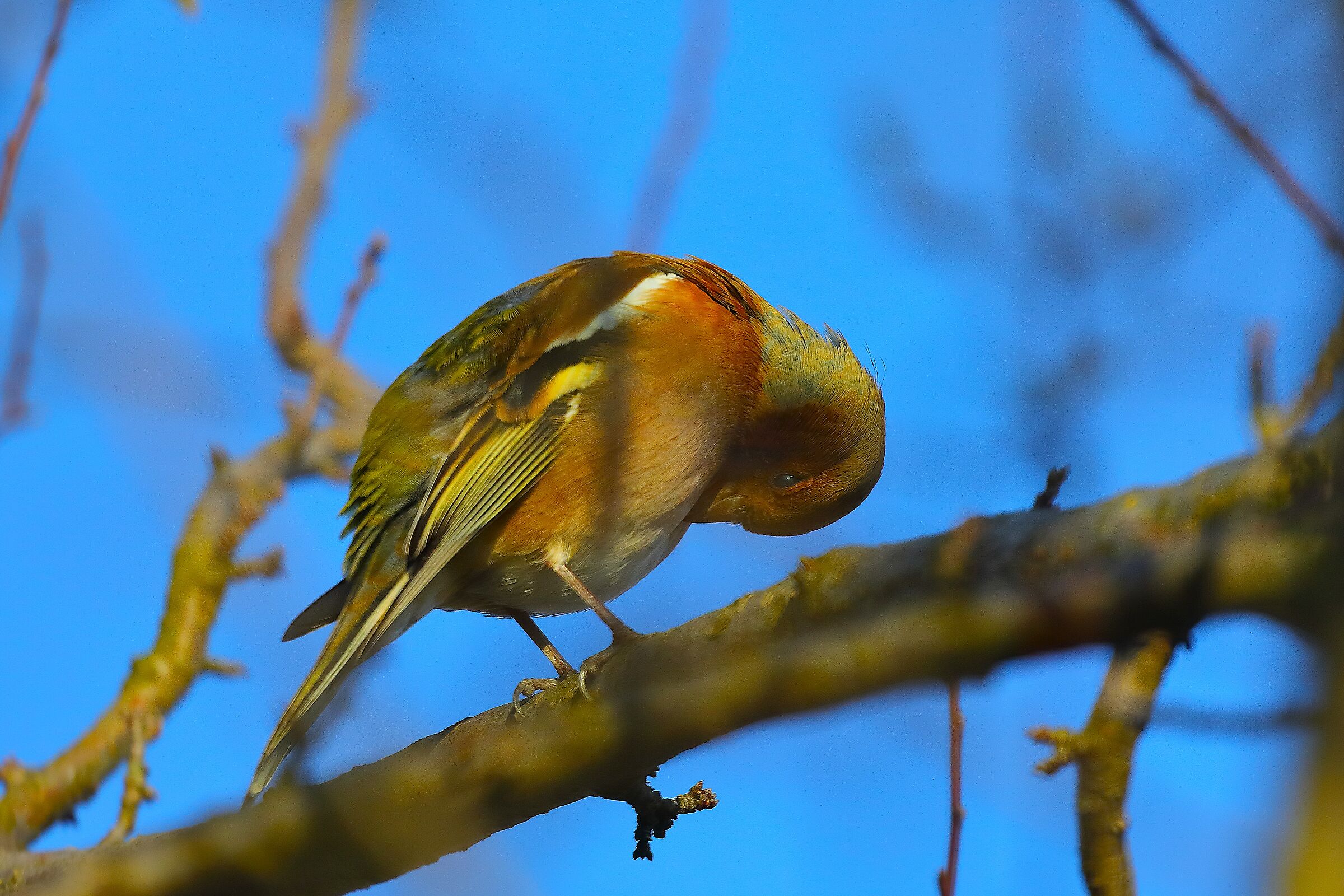 Fringuello 17 dicembre 2024 - 0027