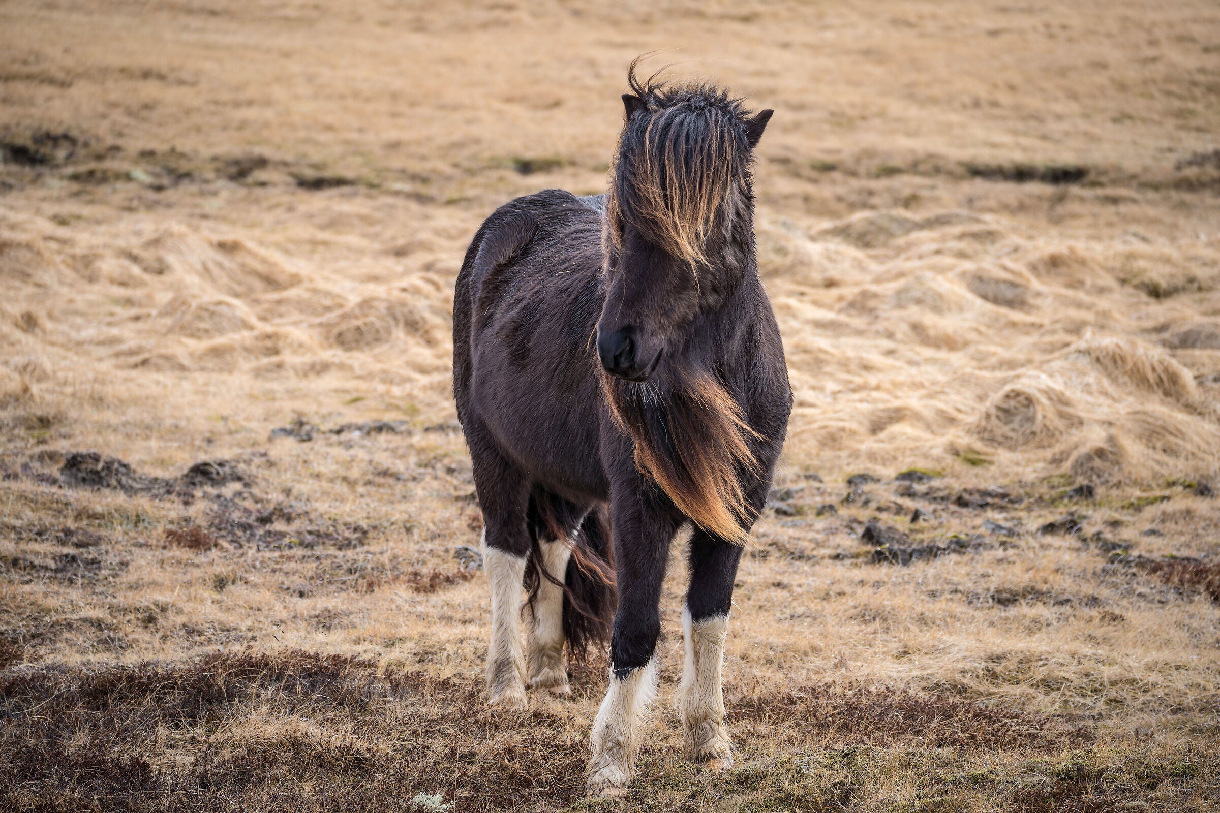 Icelandic horse