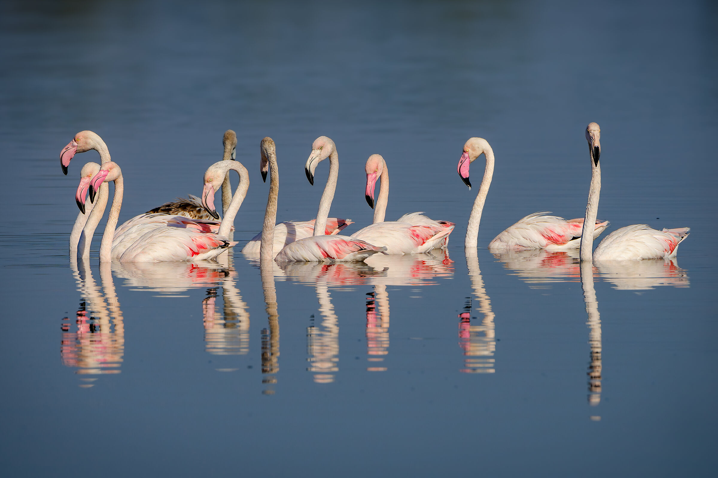 Fenicotteri allo specchio