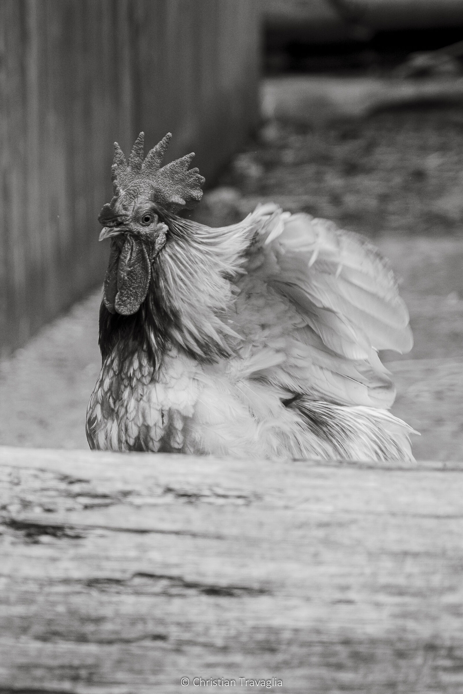Non è un Cucù - Belpark Spormaggiore - Autunno...