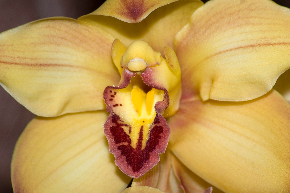 Orchidea 1