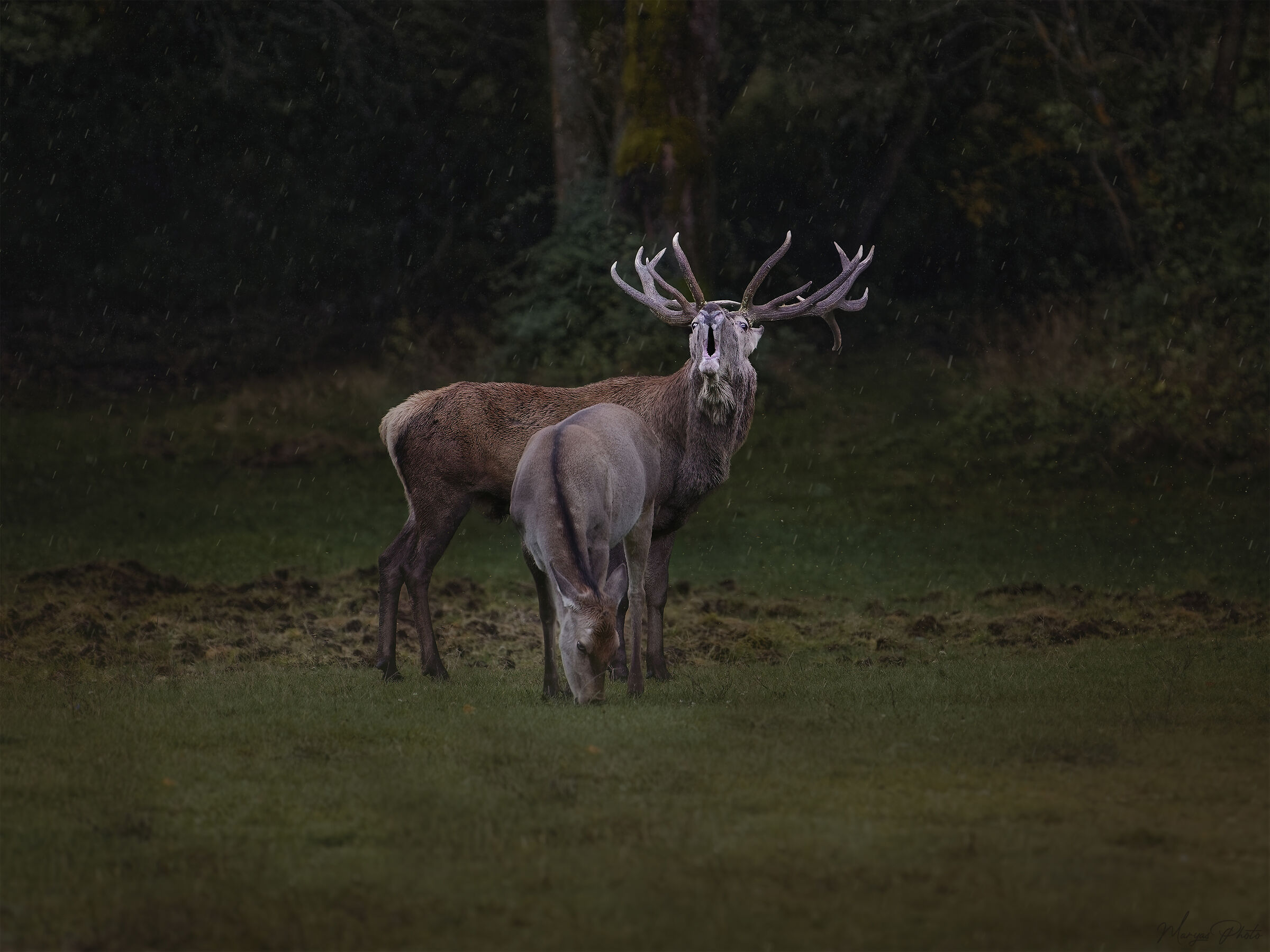In the rain the heart beats fast