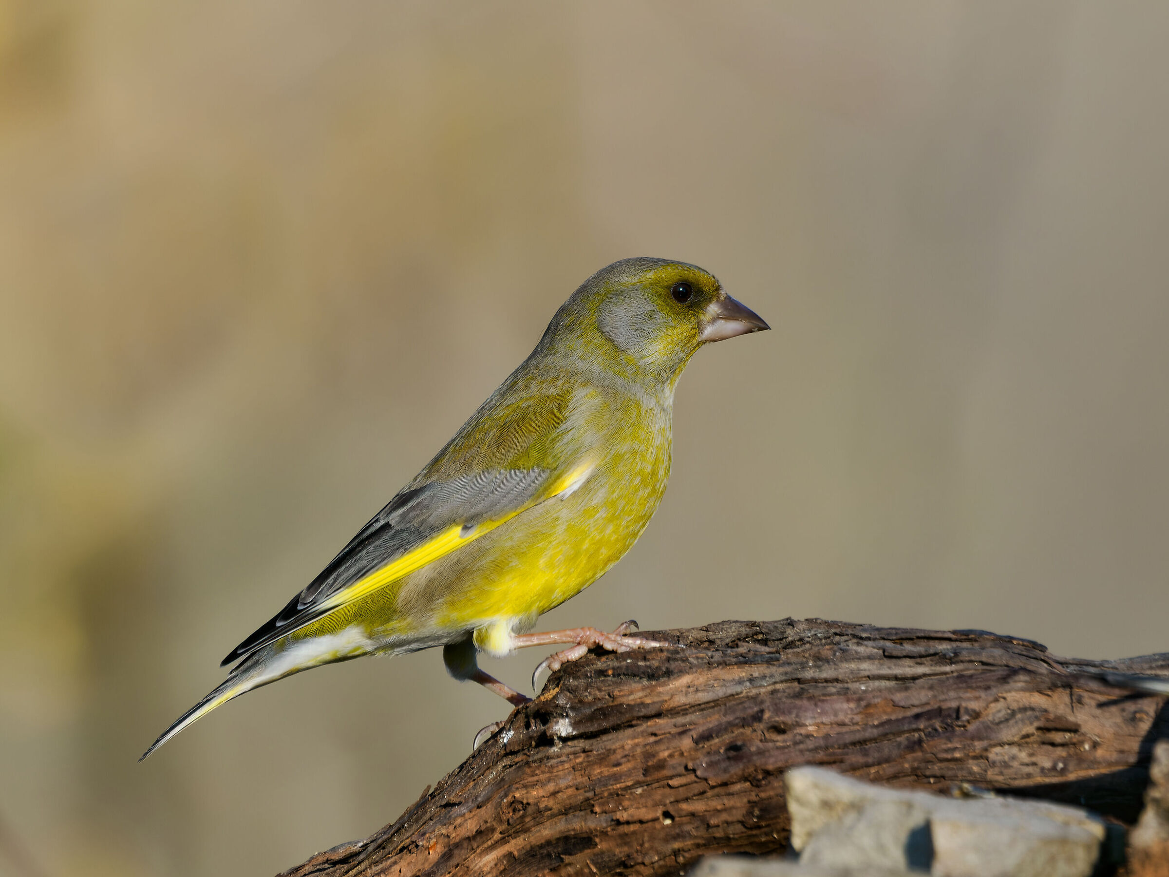 Greenfinch