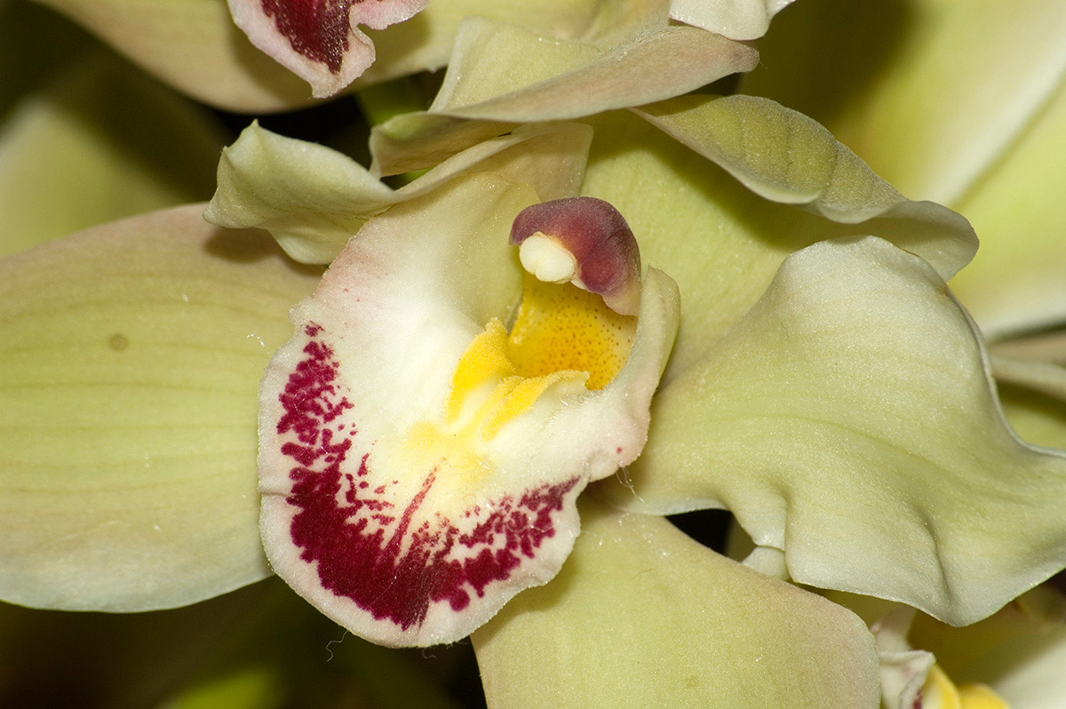 Orchidea 8