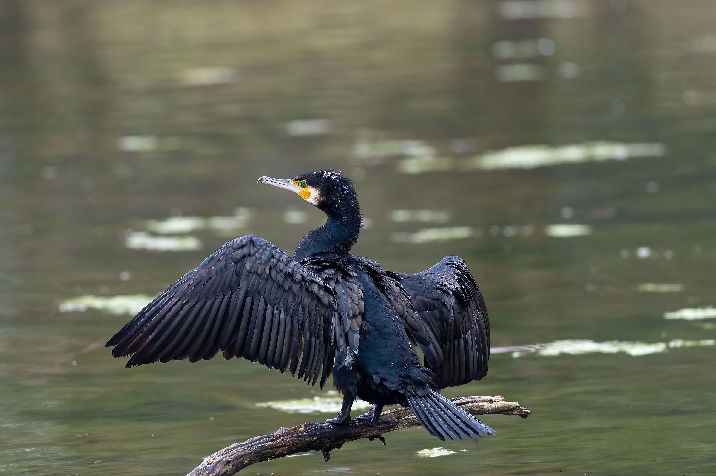 Cormorant _ Turin