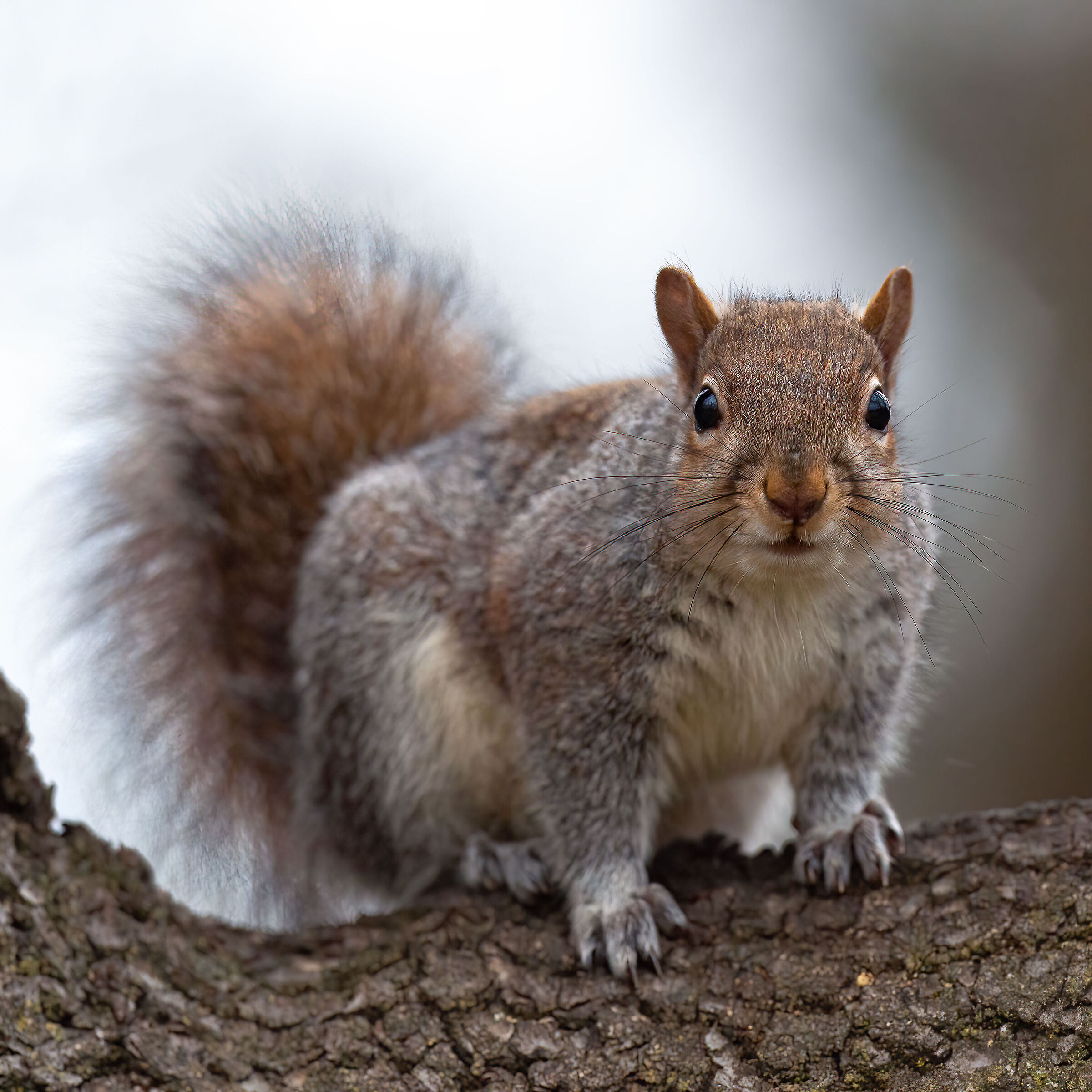 Scoiattolo Grigio - Turin
