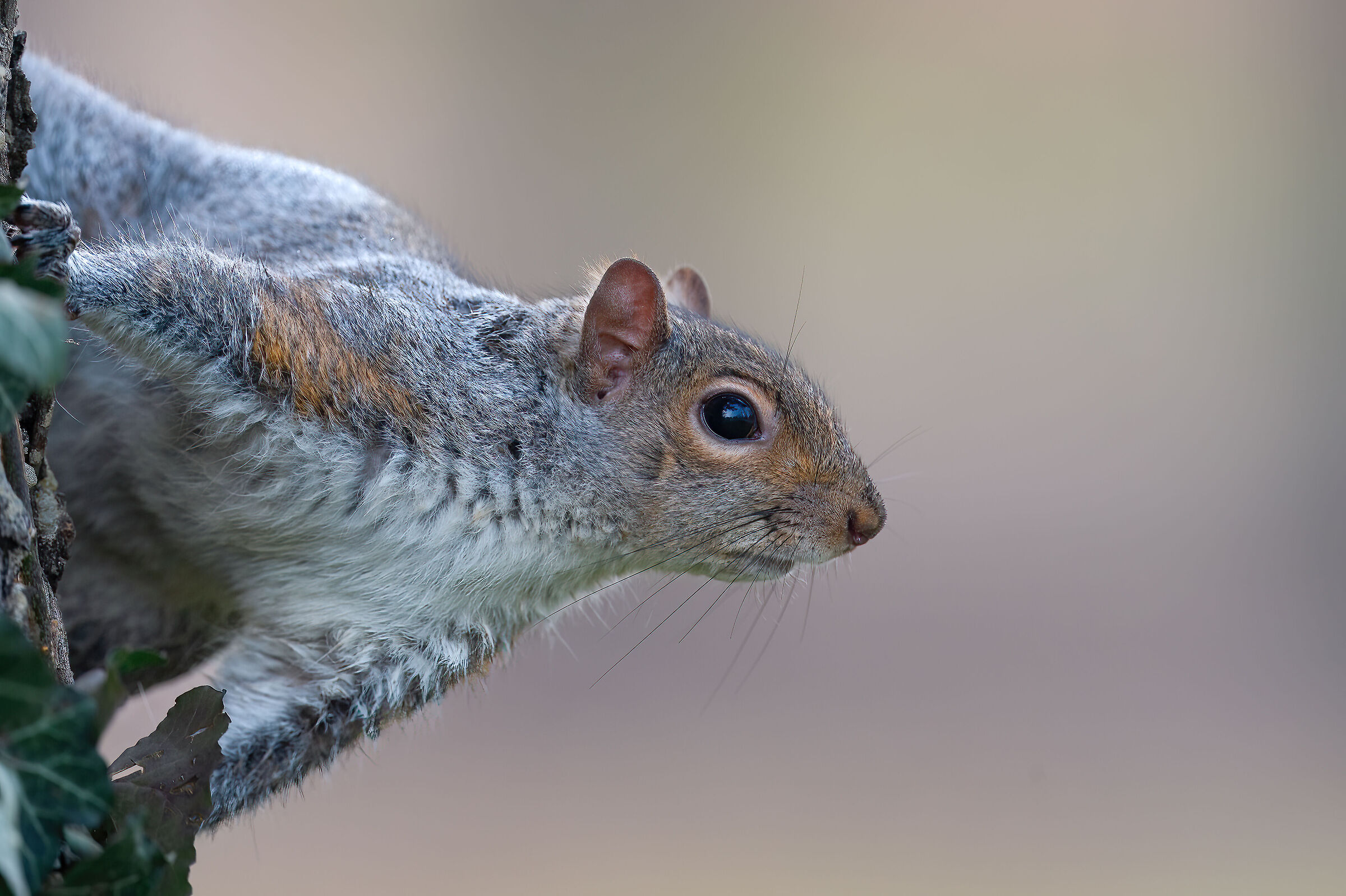 Scoiattolo Grigio - Turin