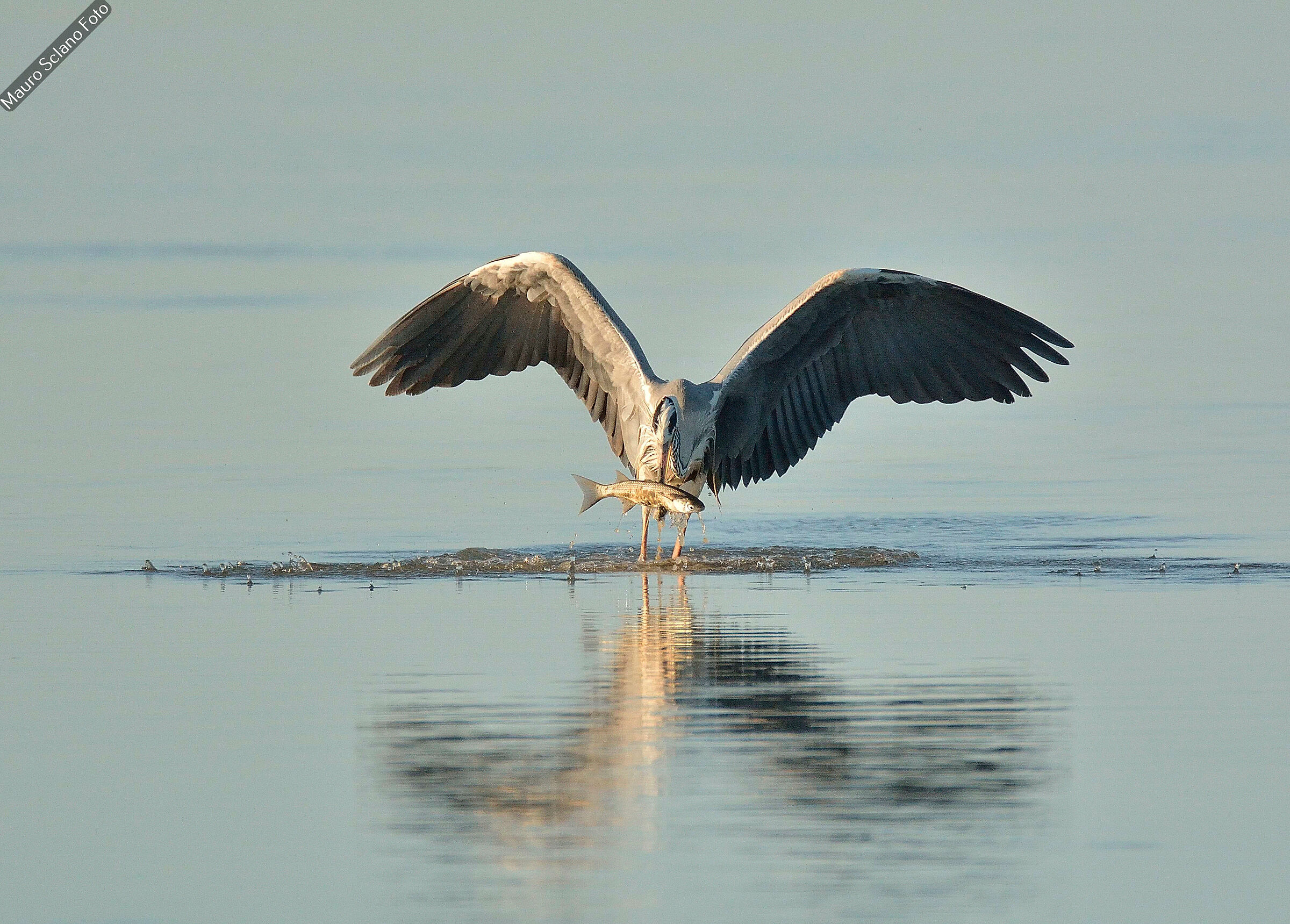 Grey heron