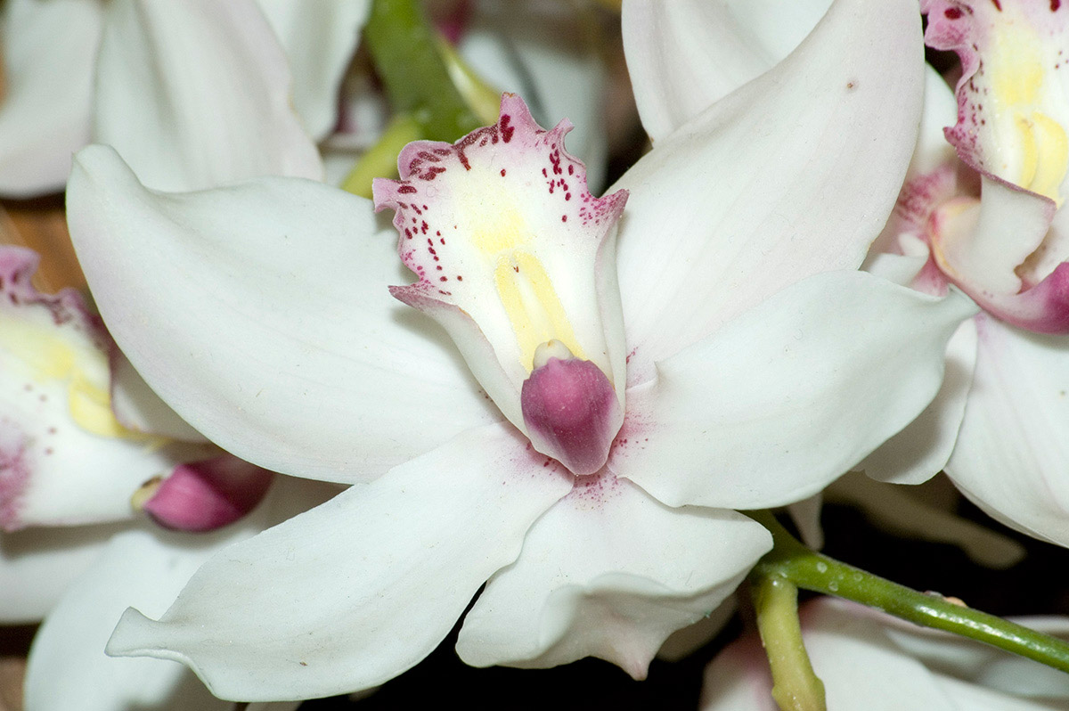Orchidea 11