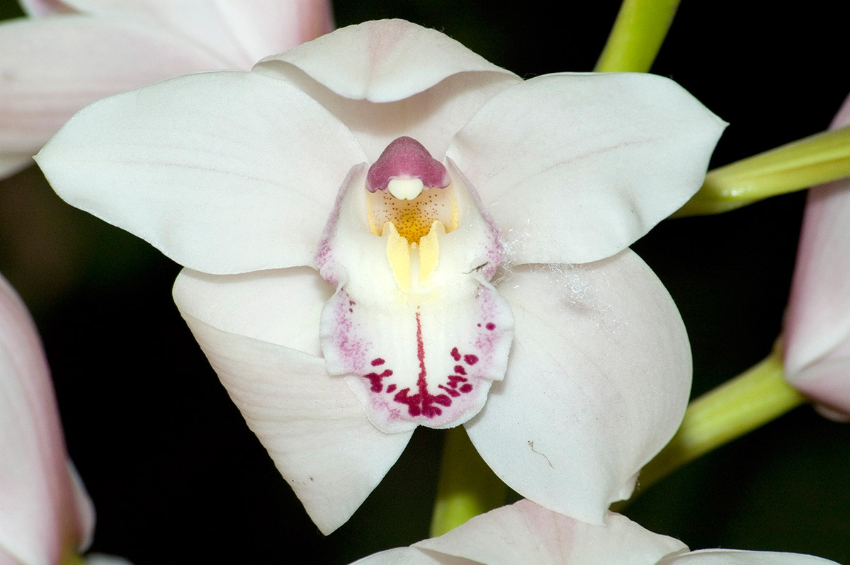 Orchidea 13