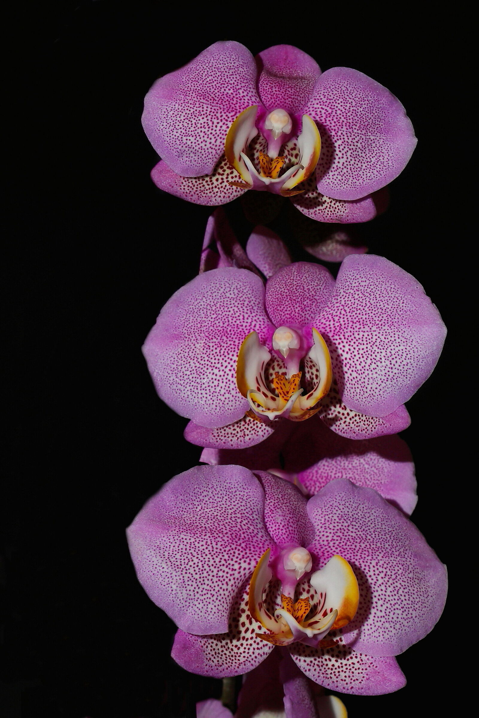Orchidee