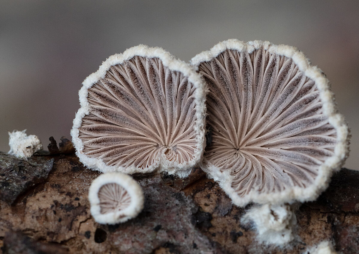 Schizopyllum commune