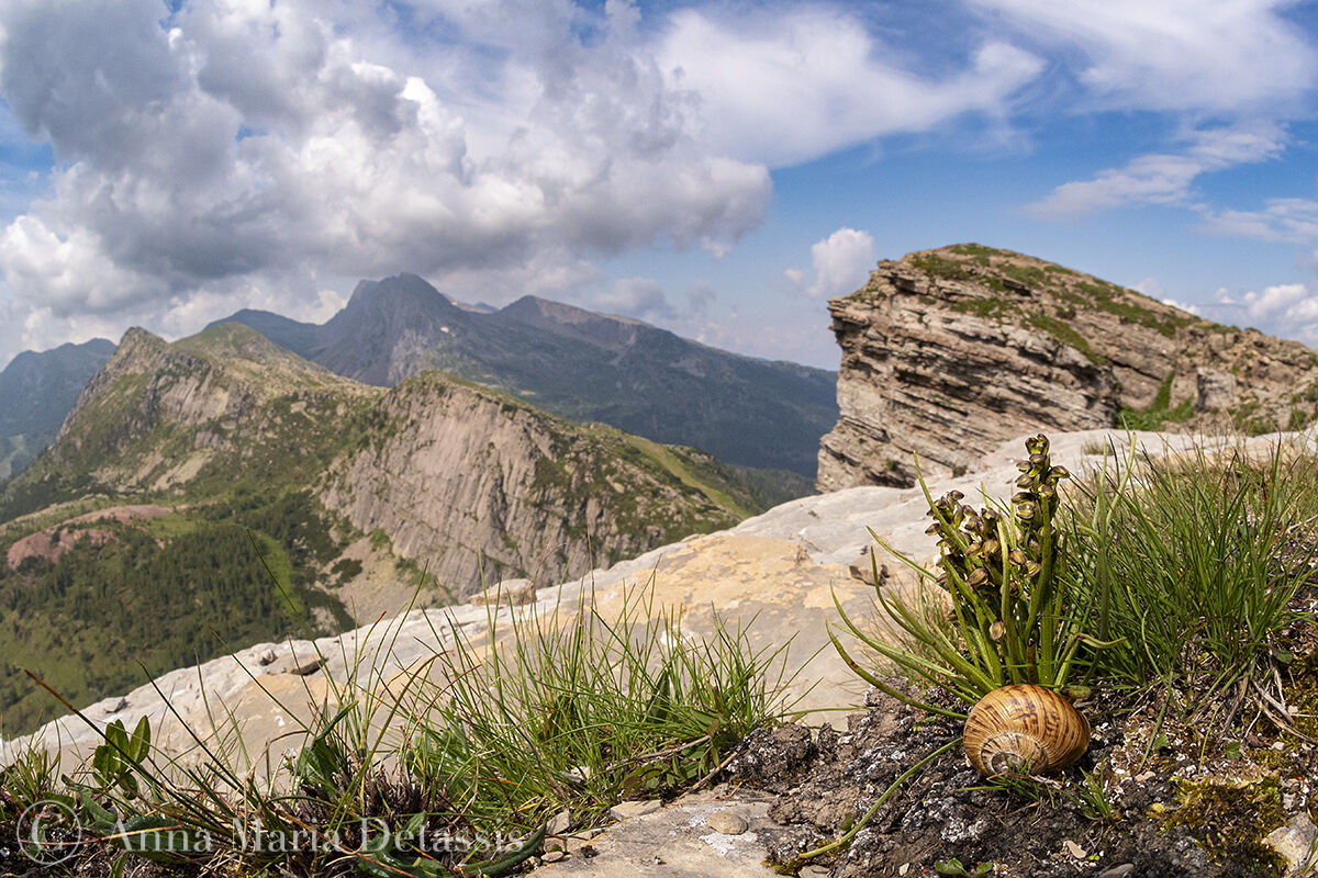 Chamorchis alpina e Arianta stenzii