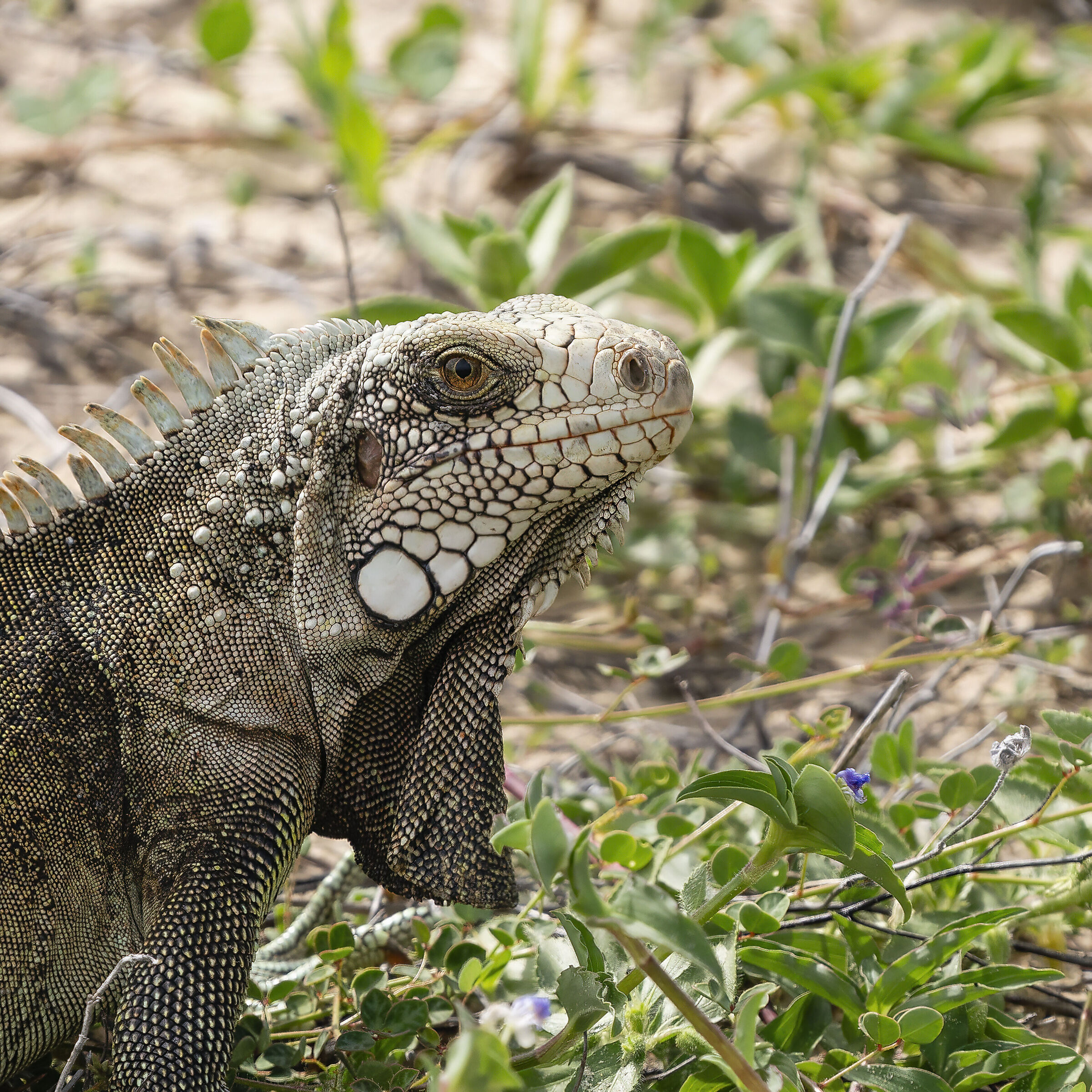 Rio America - Iguana