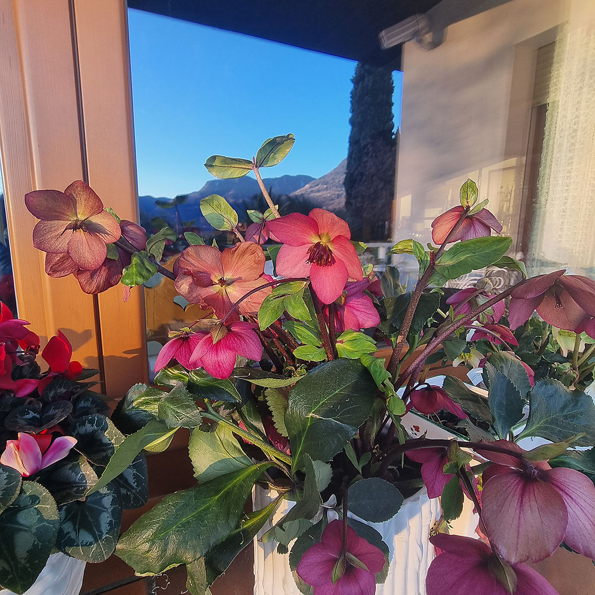 Winter flowers on the balcony