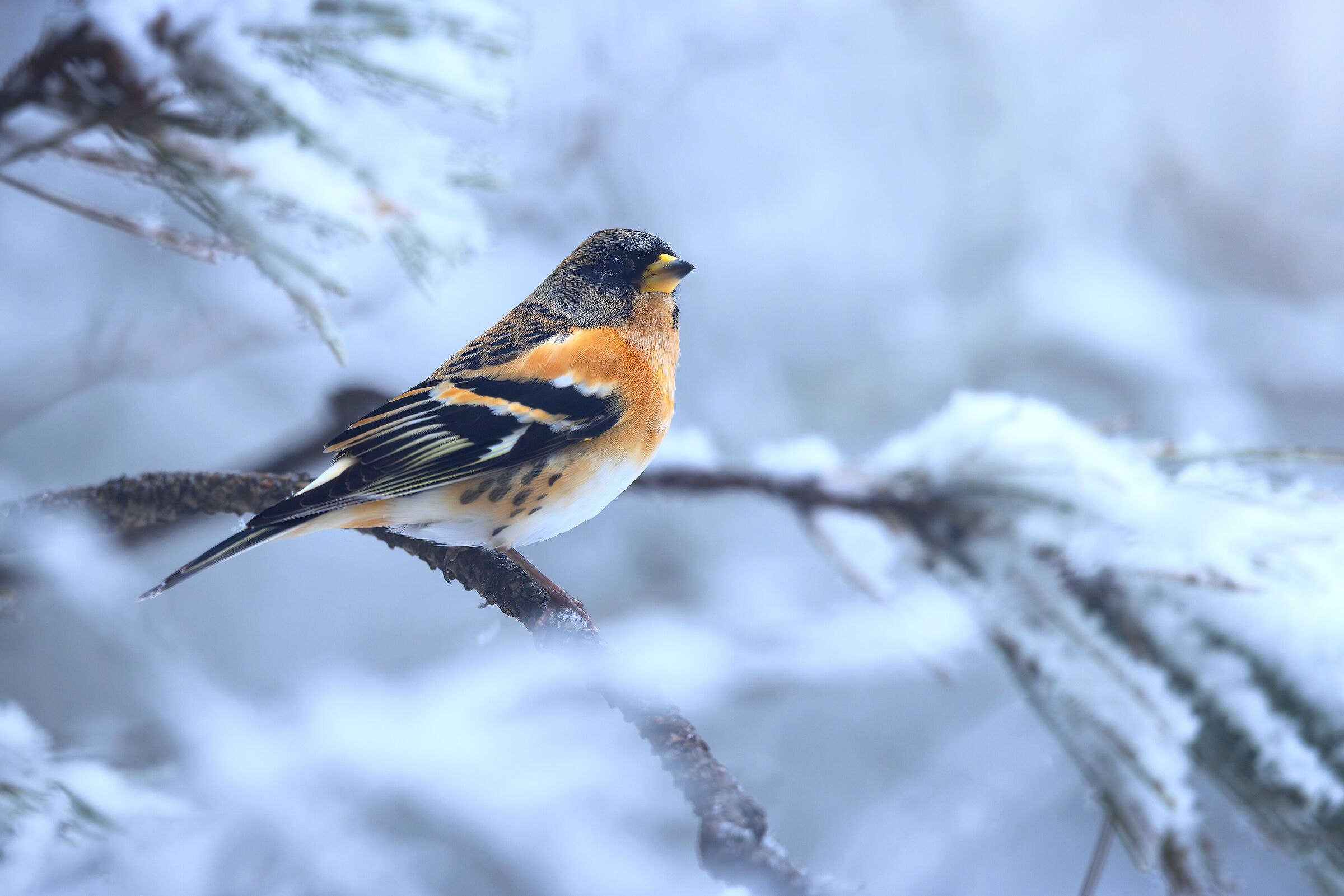 After the snowfall