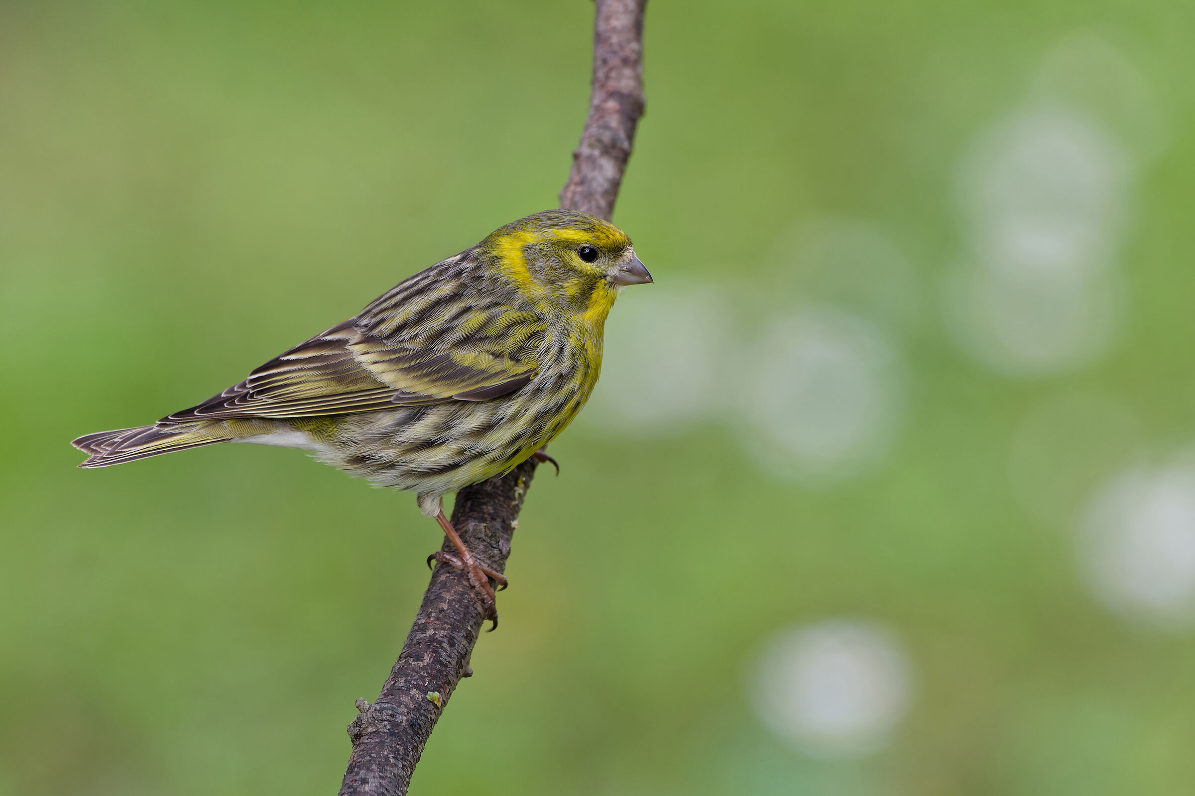 Serin europeo
