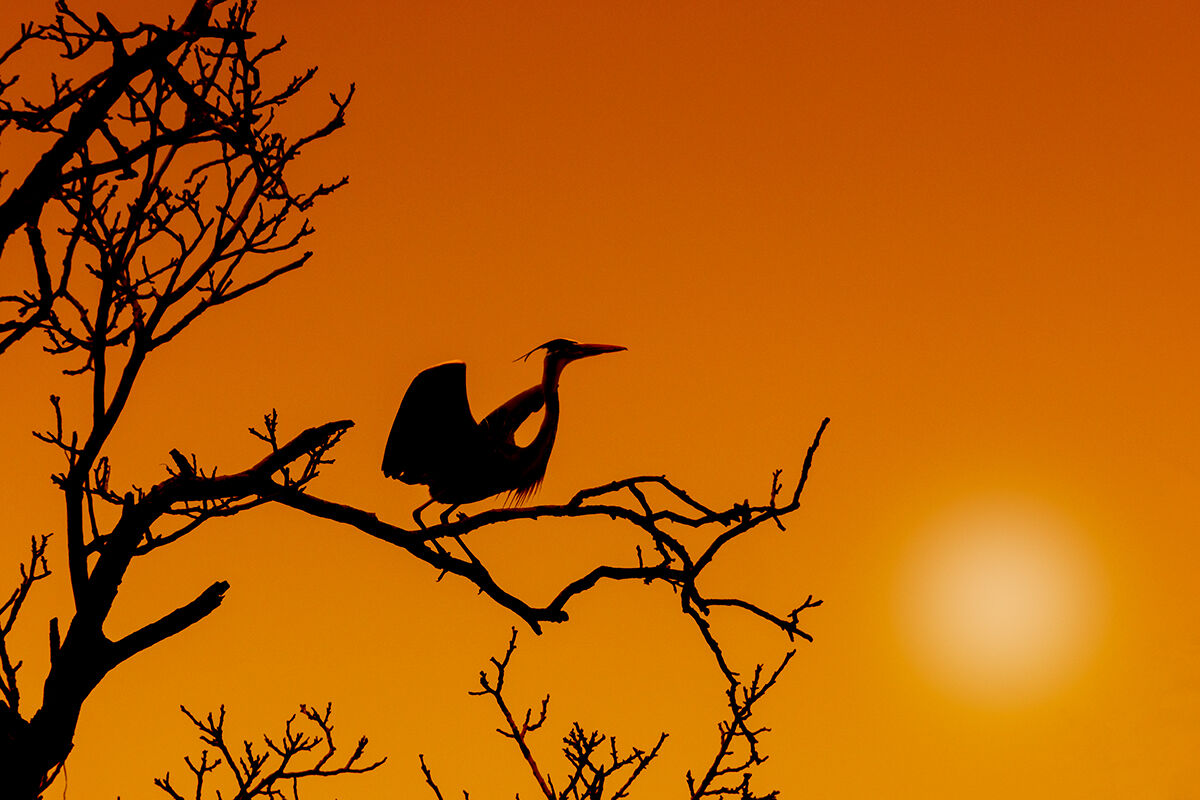 Silhouette di Airone cenerino