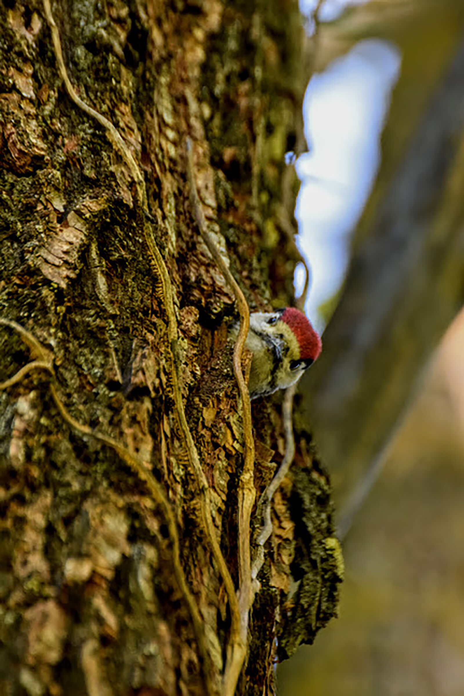 Little Spotted Woodpecker