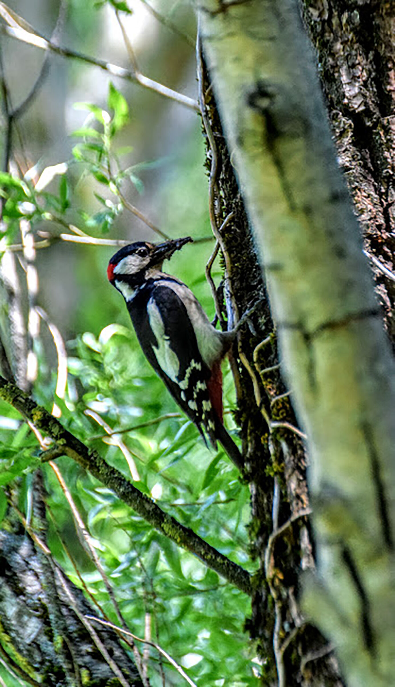 Spotted Woodpecker