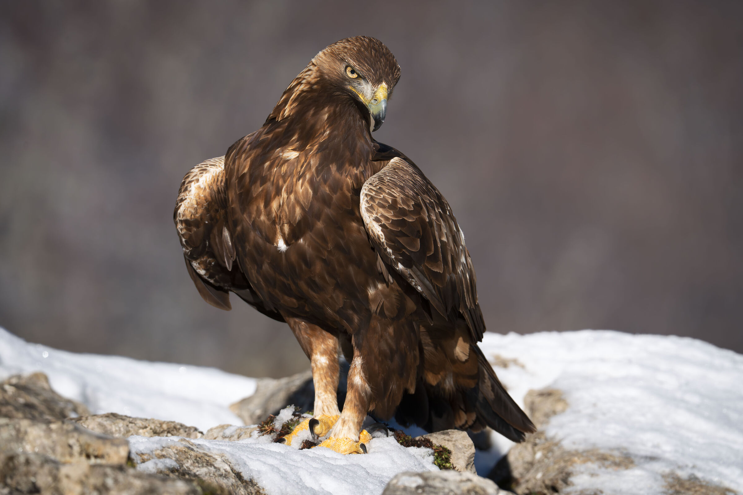 Aquila reale 2