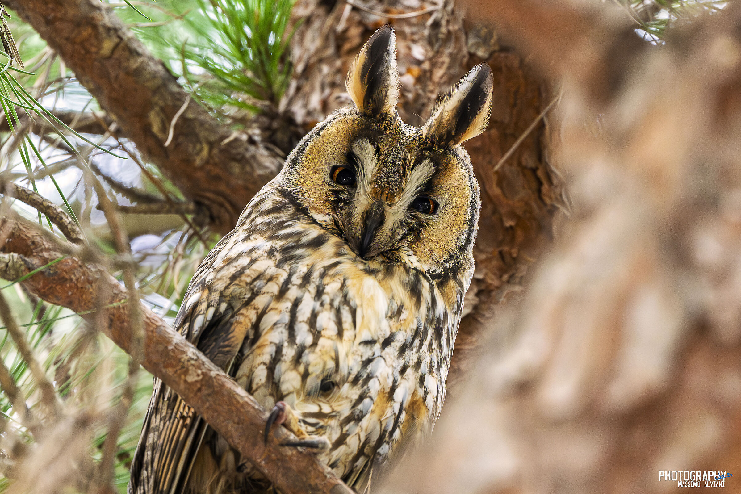 Che ti guardi............??