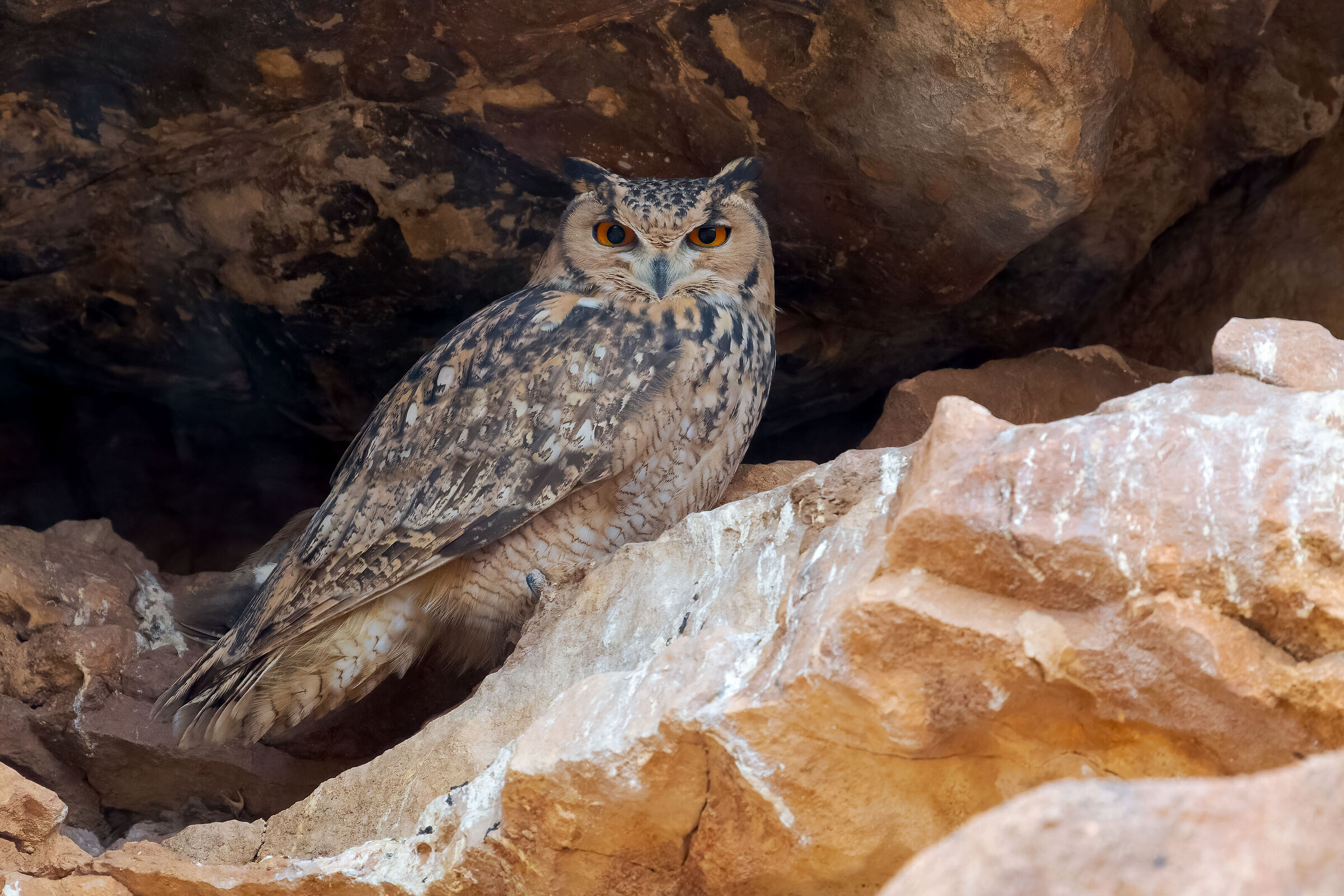 Gufo reale del deserto