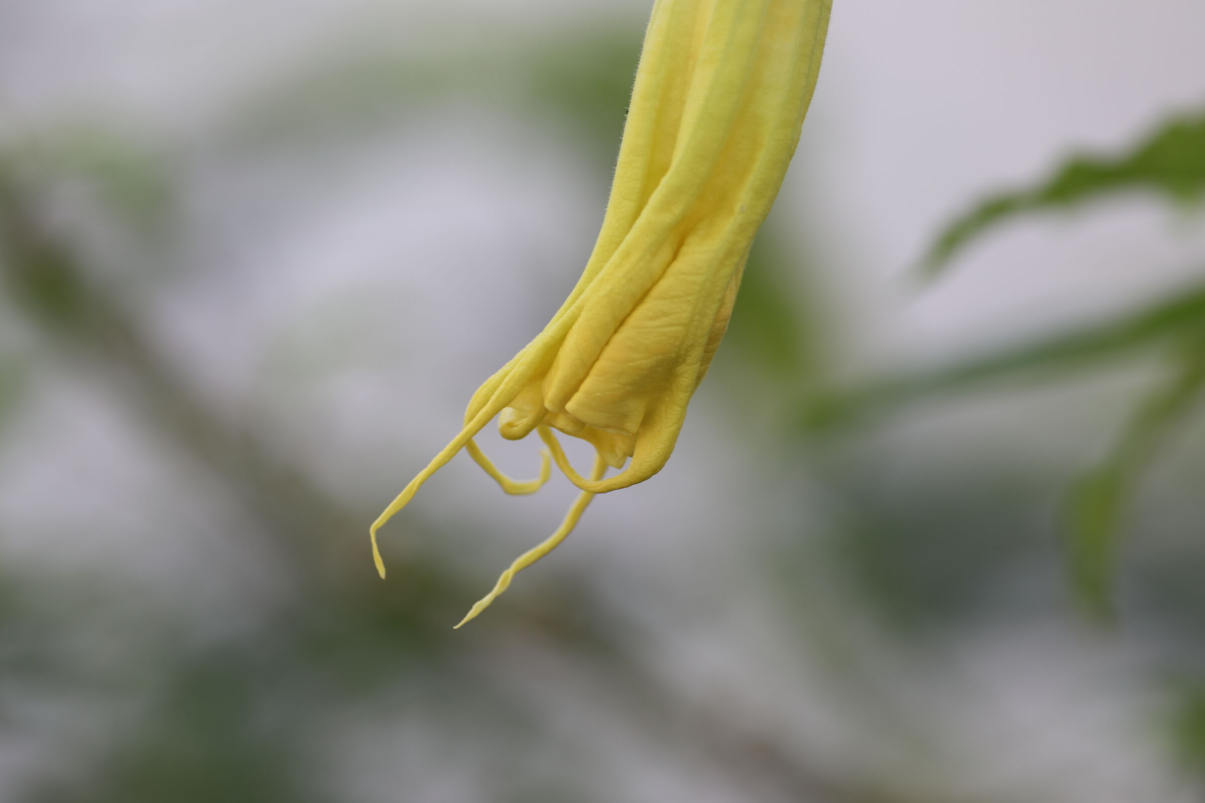 " Crop 189 " Canon 5 D IV, 135 F. 2 L + TC 1.4 x I...