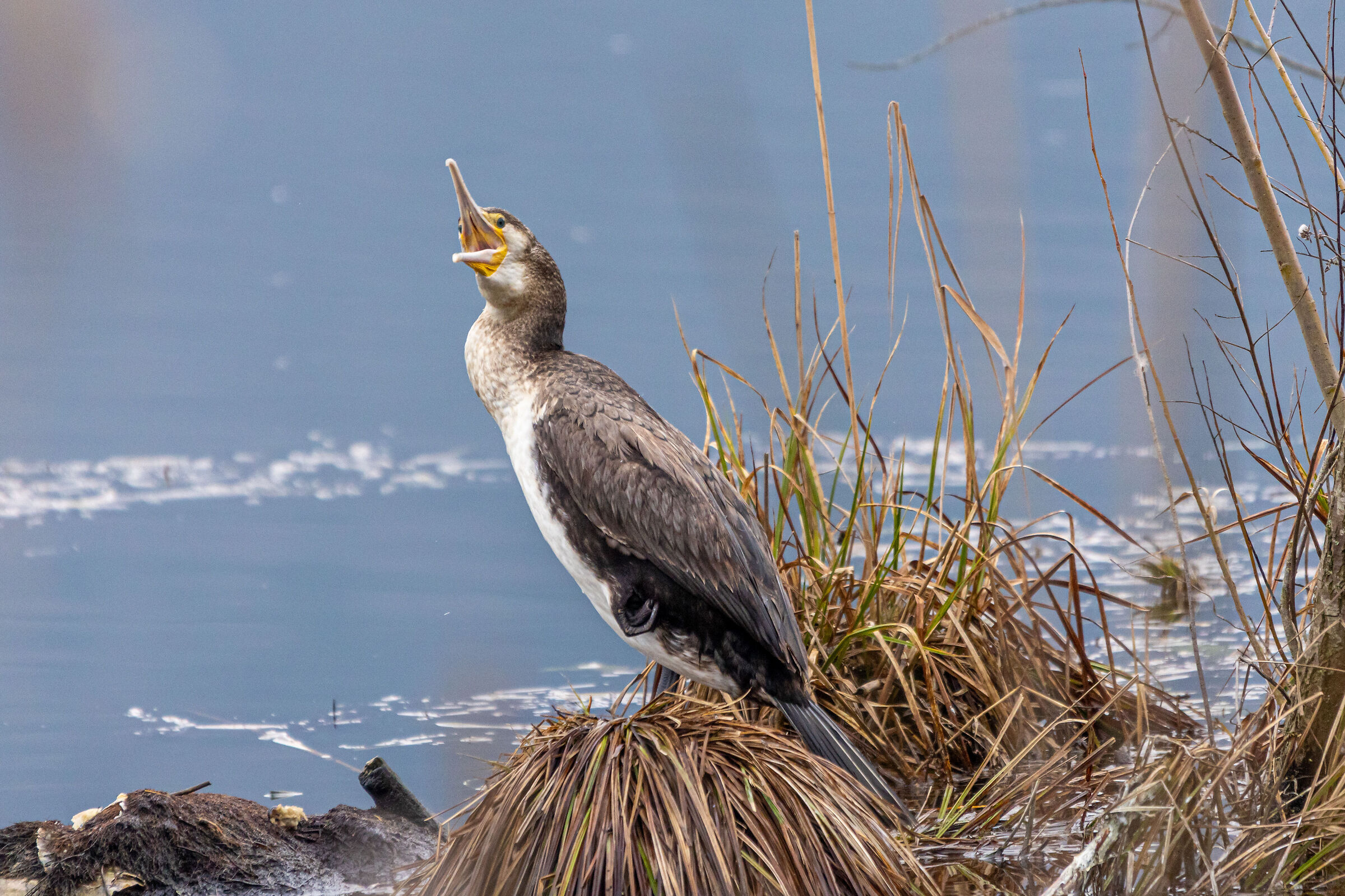 Cormorano arrabbiato