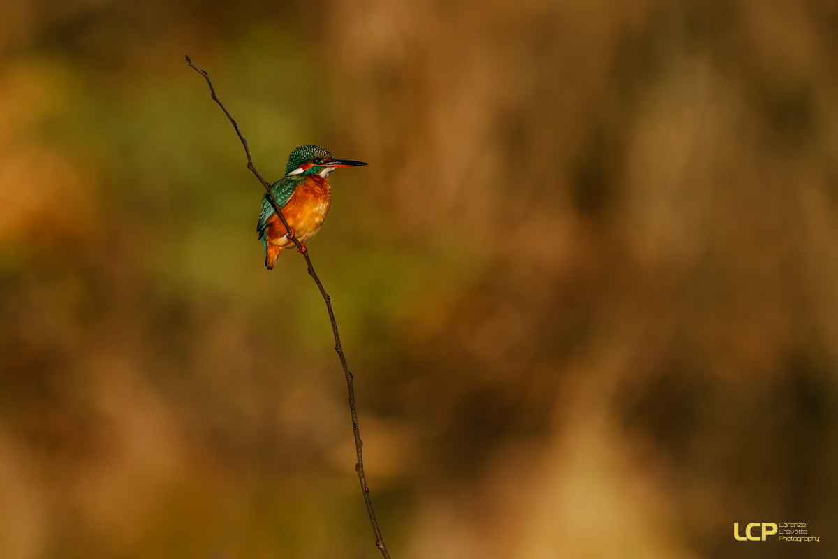 The Kingfisher's Sunset