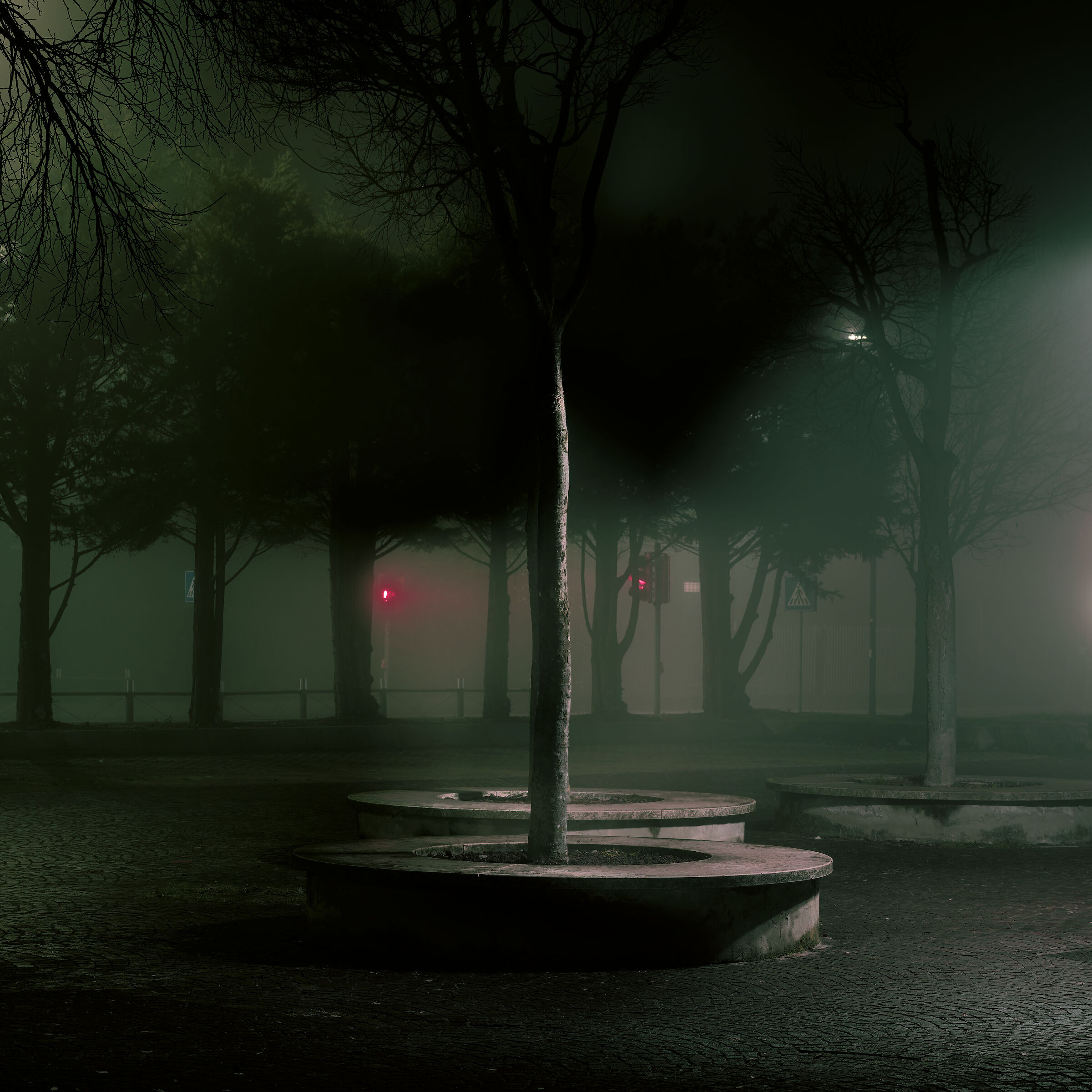Albero, notte nella piazza
