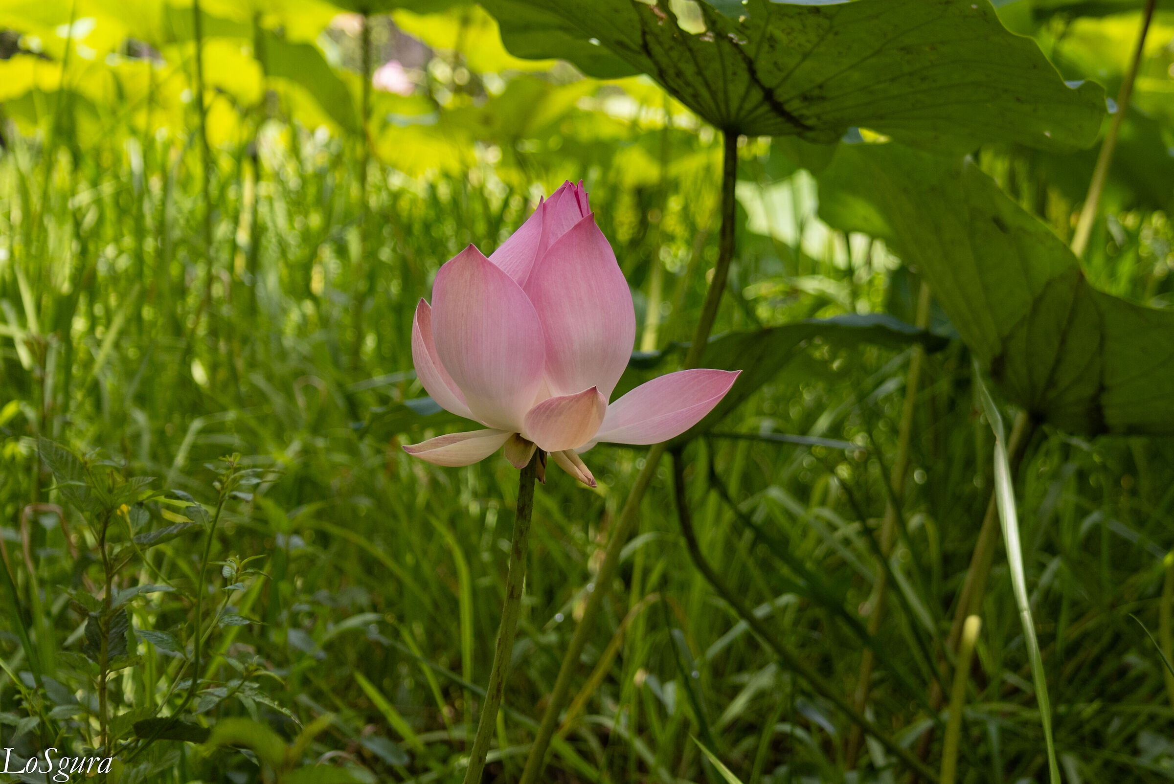 Lotus Flower