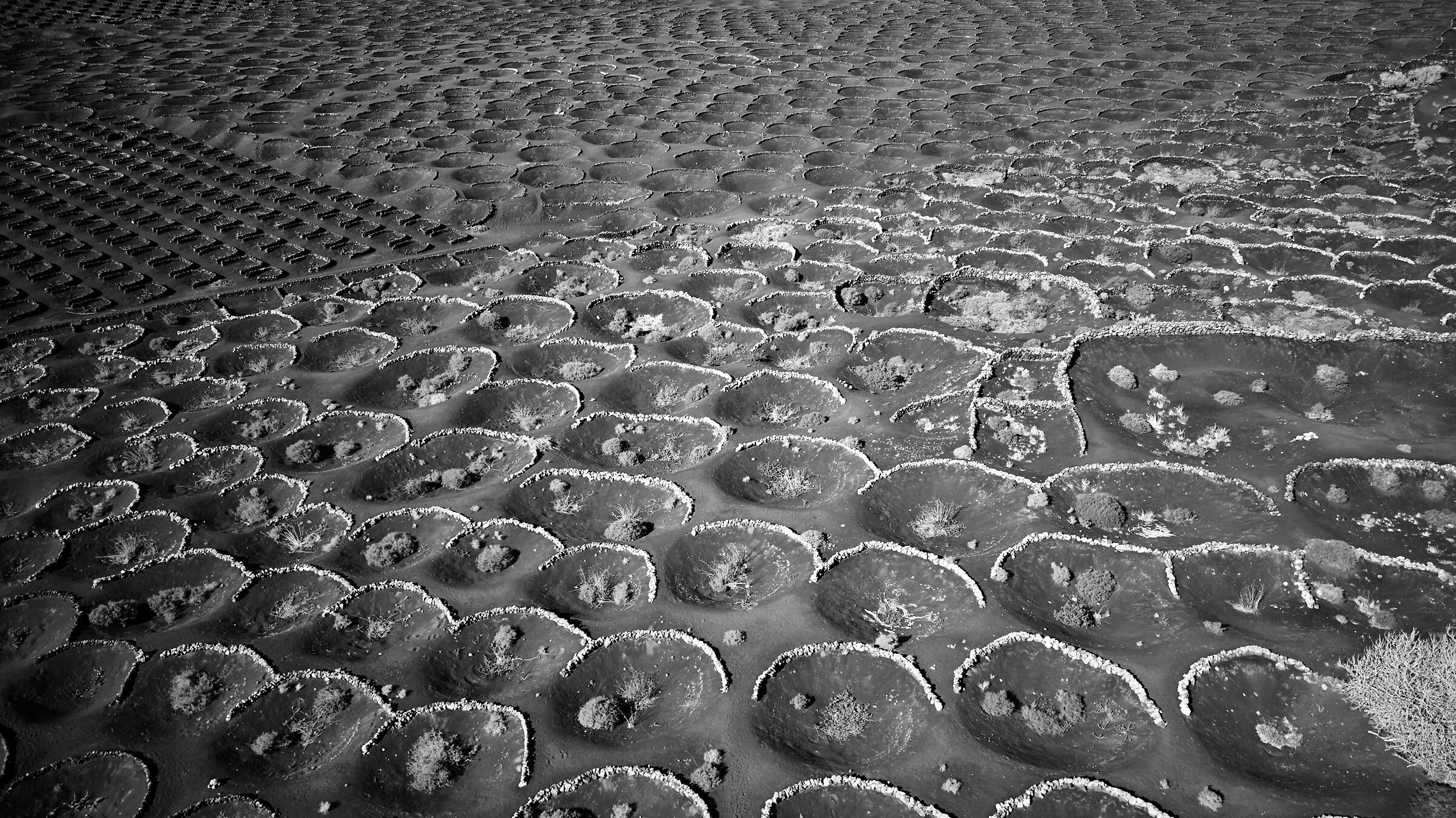 The vineyards of Lanzarote